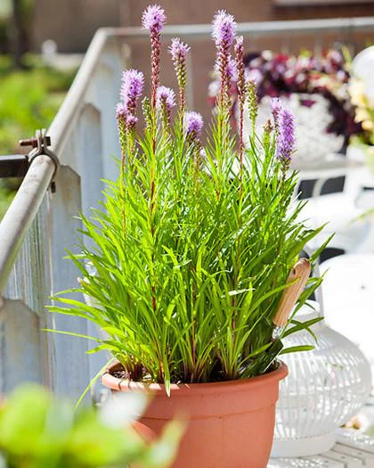 Liatris spicata - Image 8