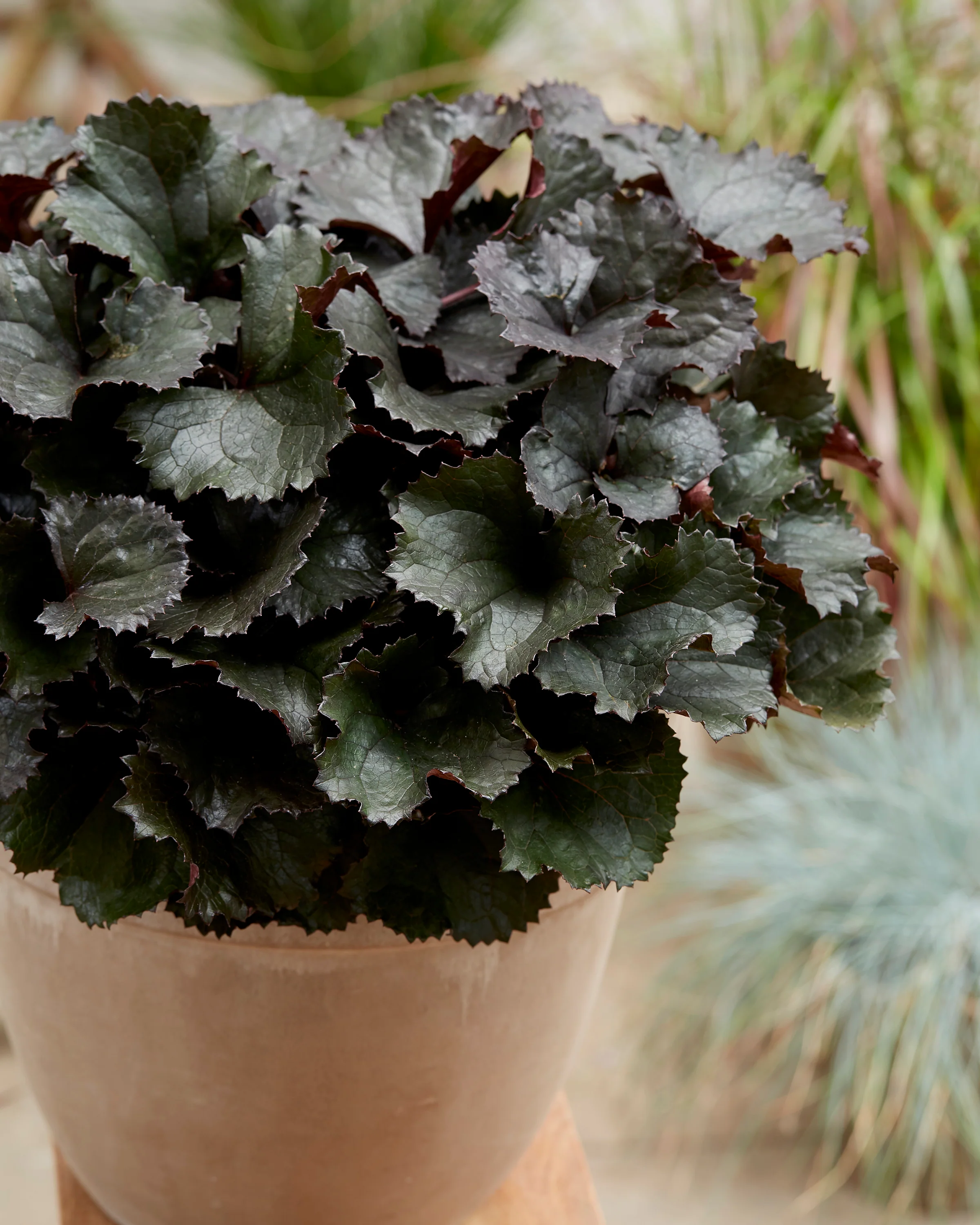 Ligularia 'Pandora' - Image 7