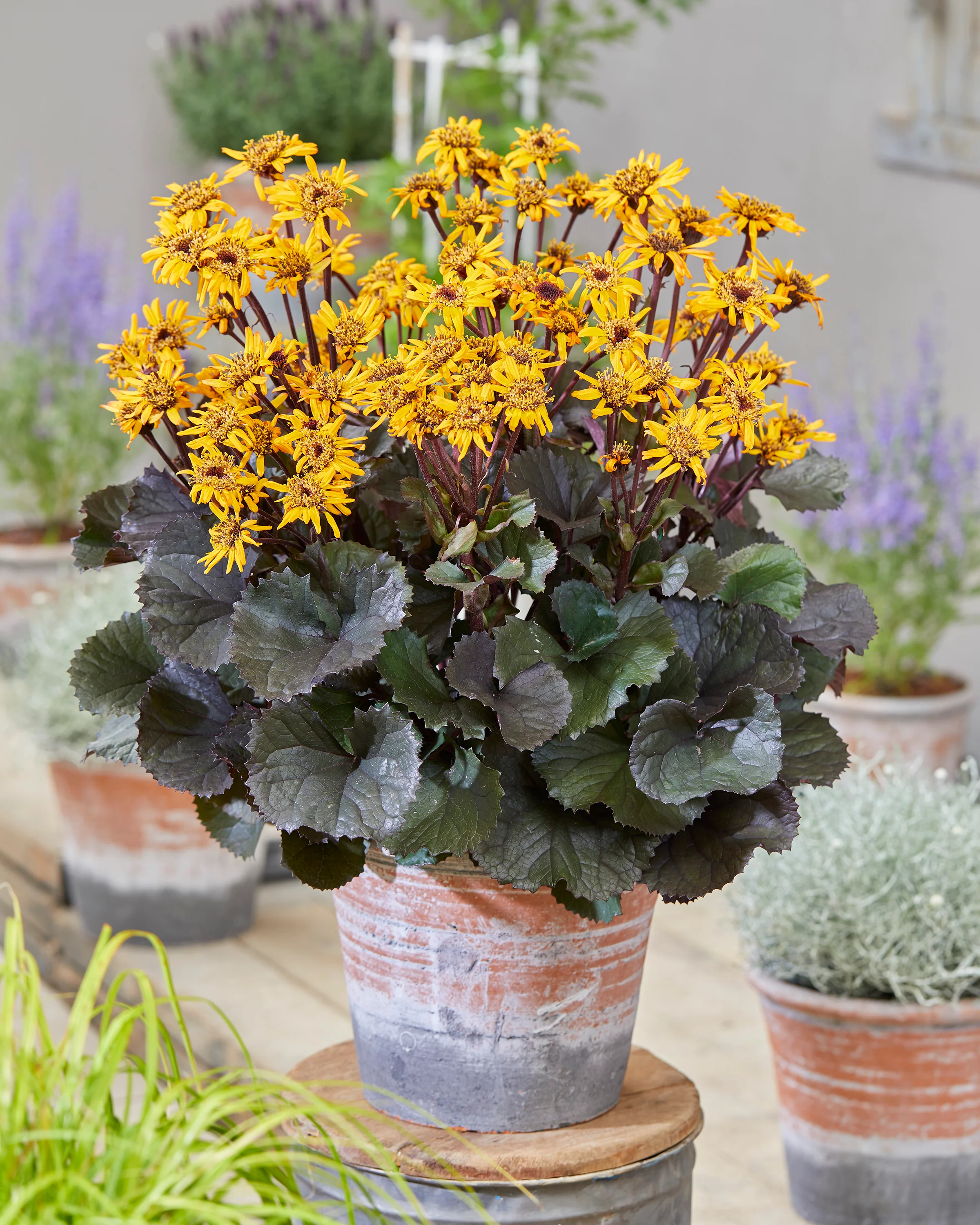 Ligularia 'Pandora' - Image 8