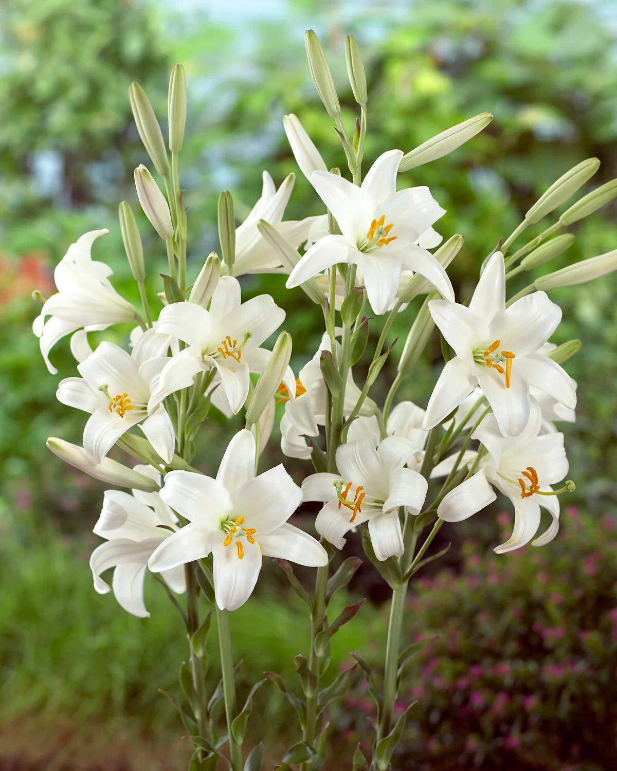 Lilium candidum - Image 4