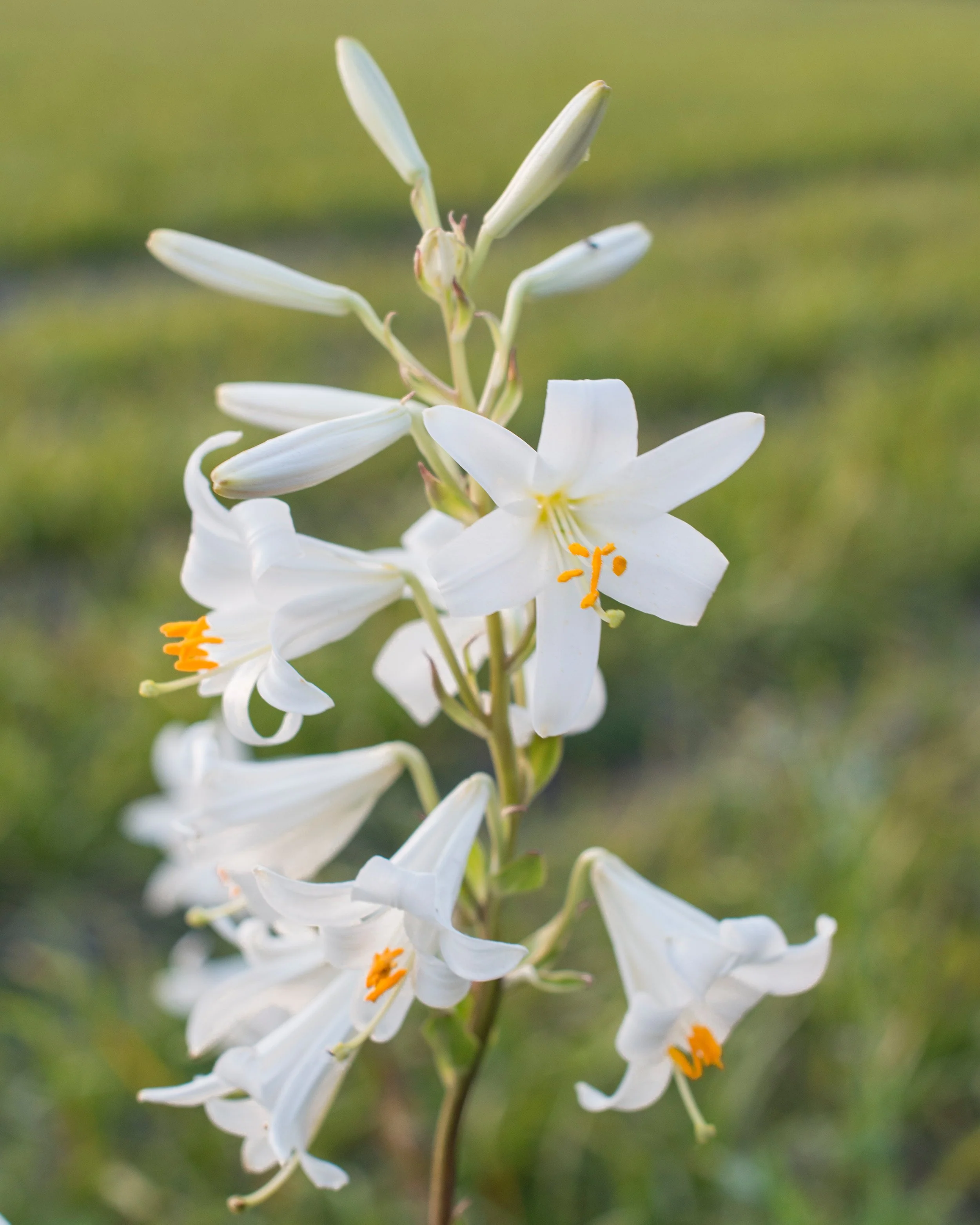Lilium candidum - Image 7