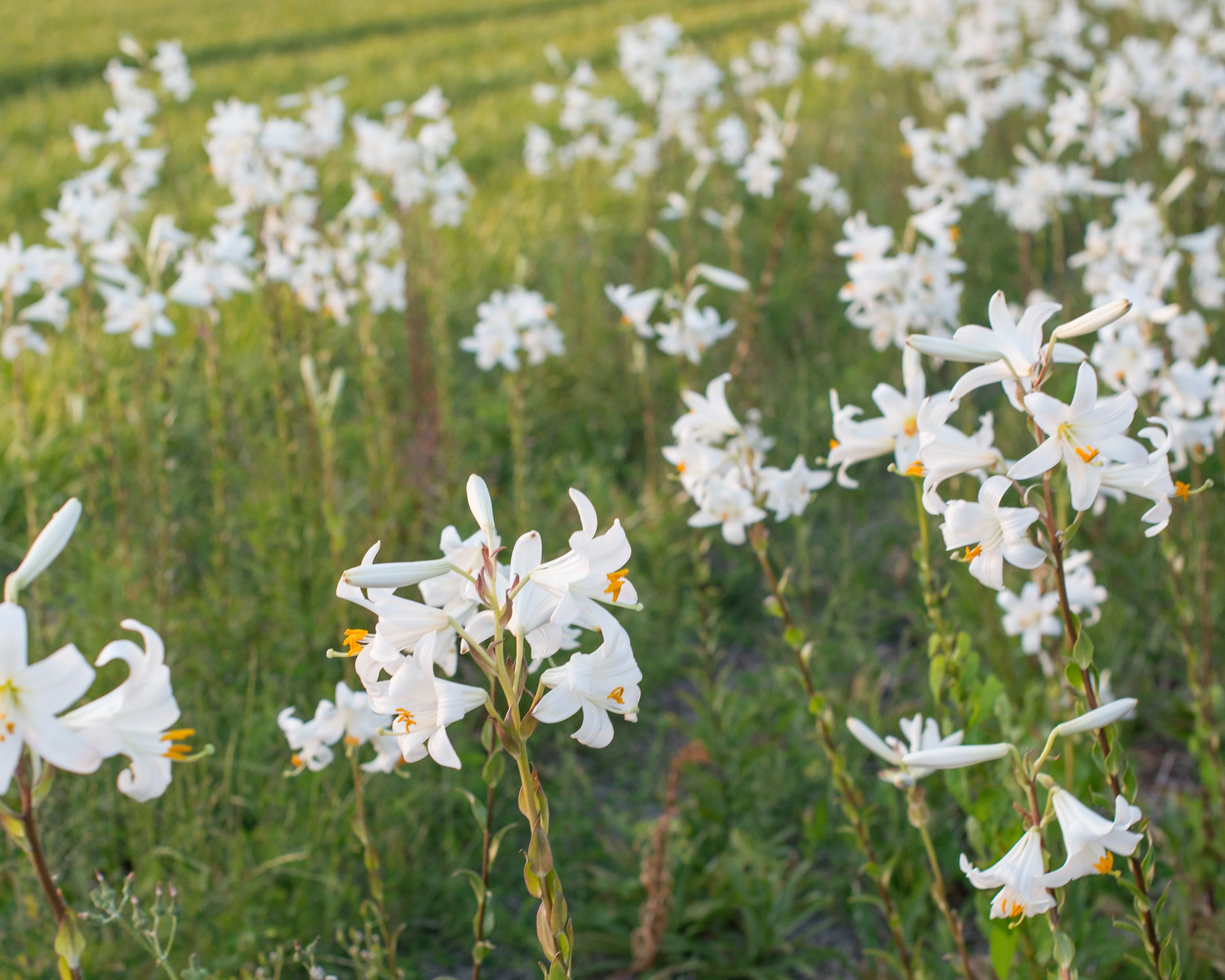 Lilium candidum - Image 8