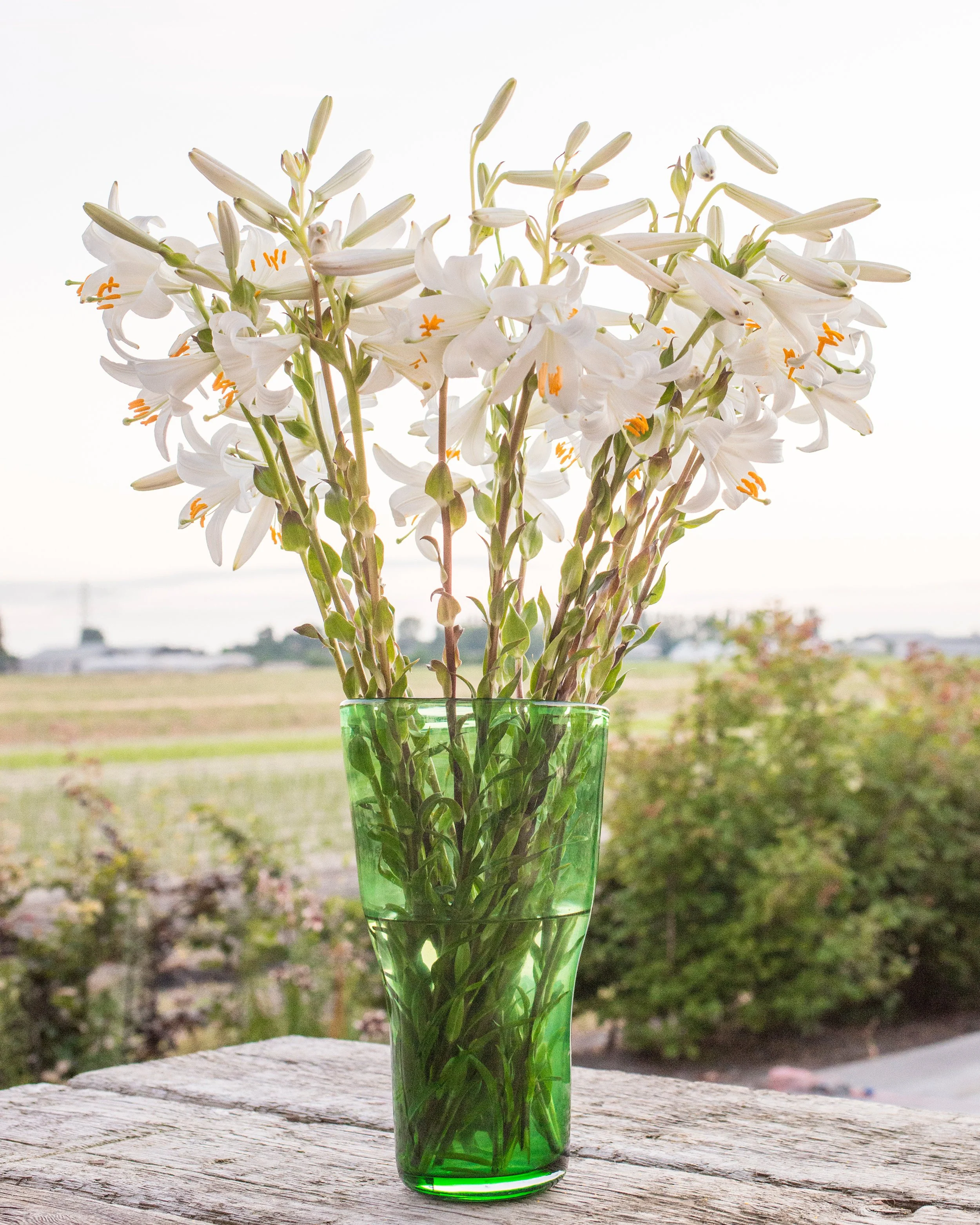 Lilium candidum - Image 9