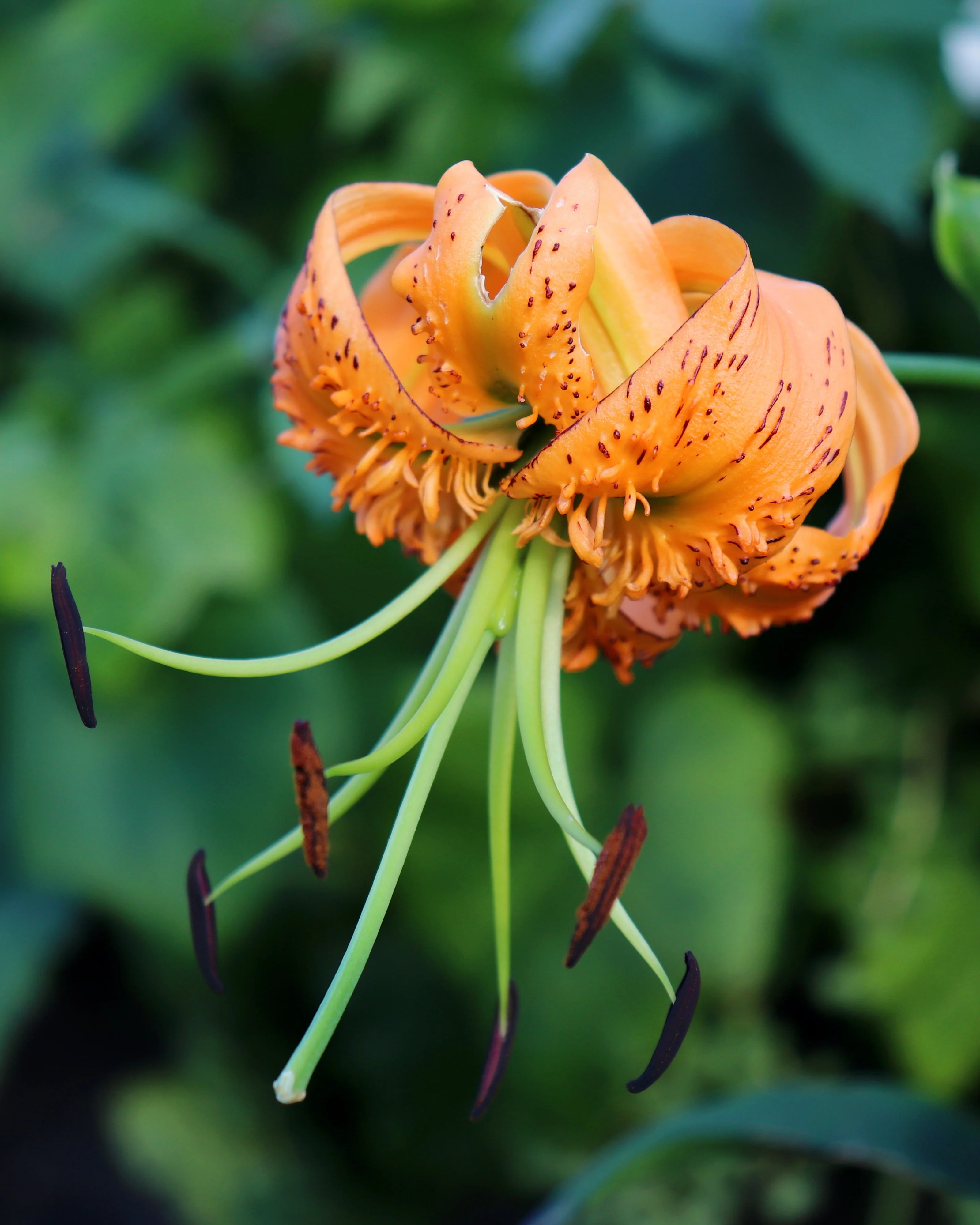 Lilium henryi - Image 2