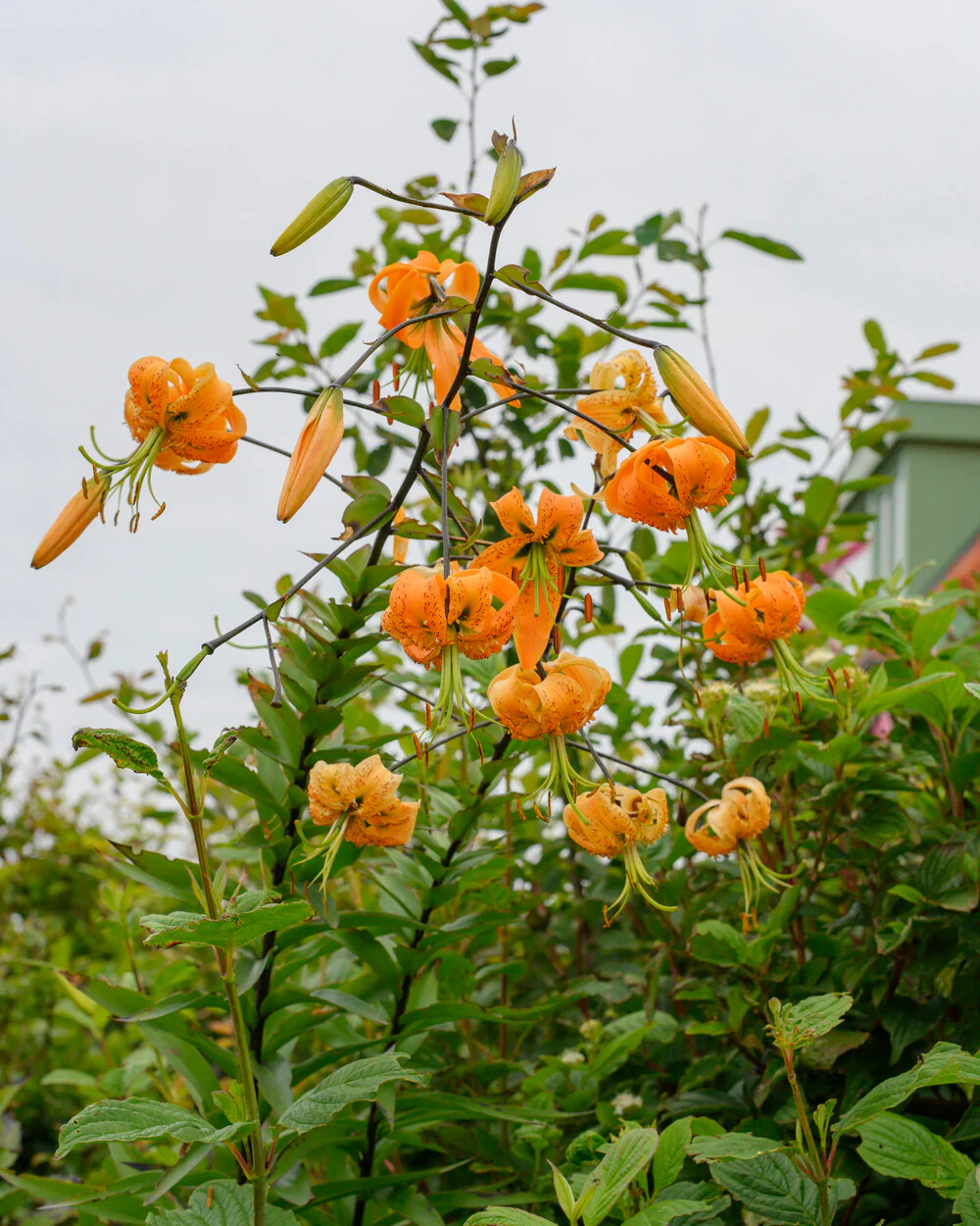 Lilium henryi - Image 3