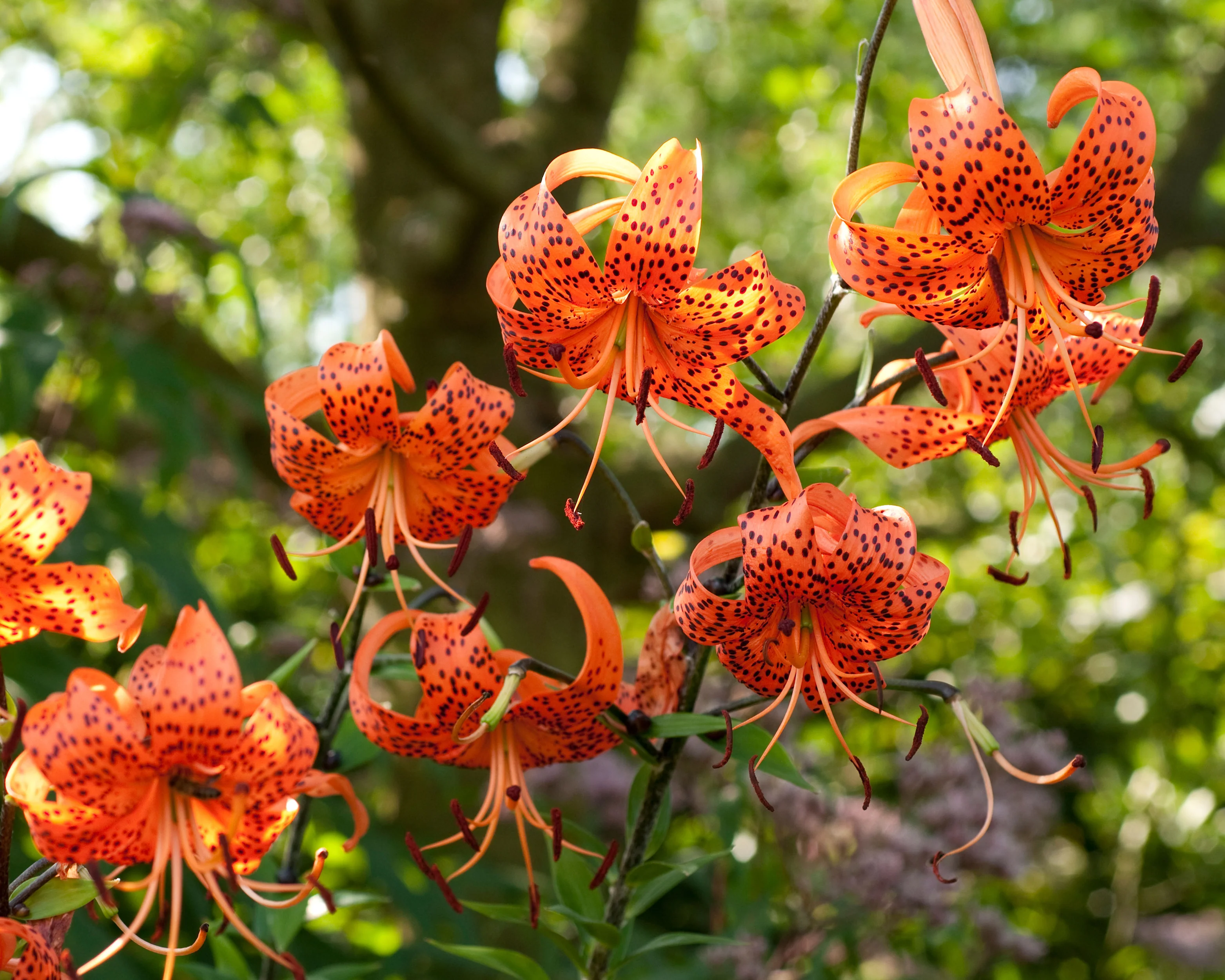 Lilium henryi - Image 4