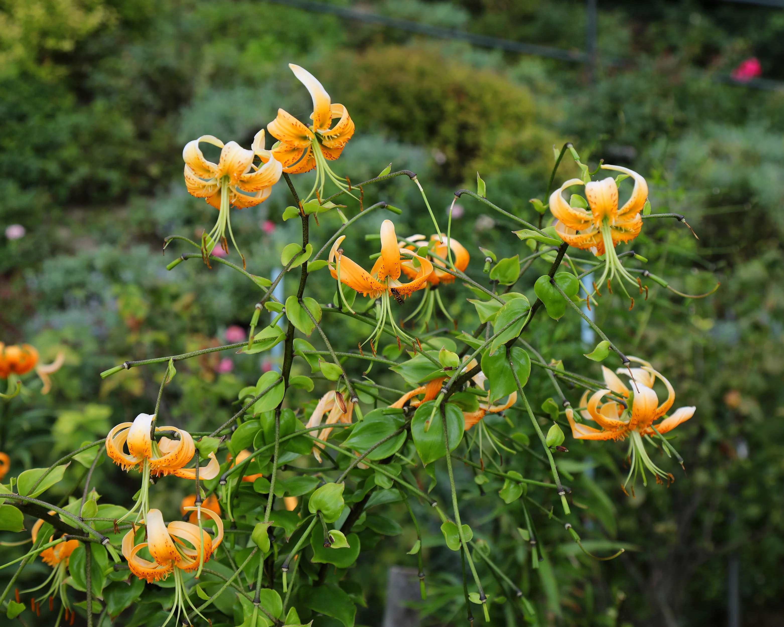 Lilium henryi - Image 6