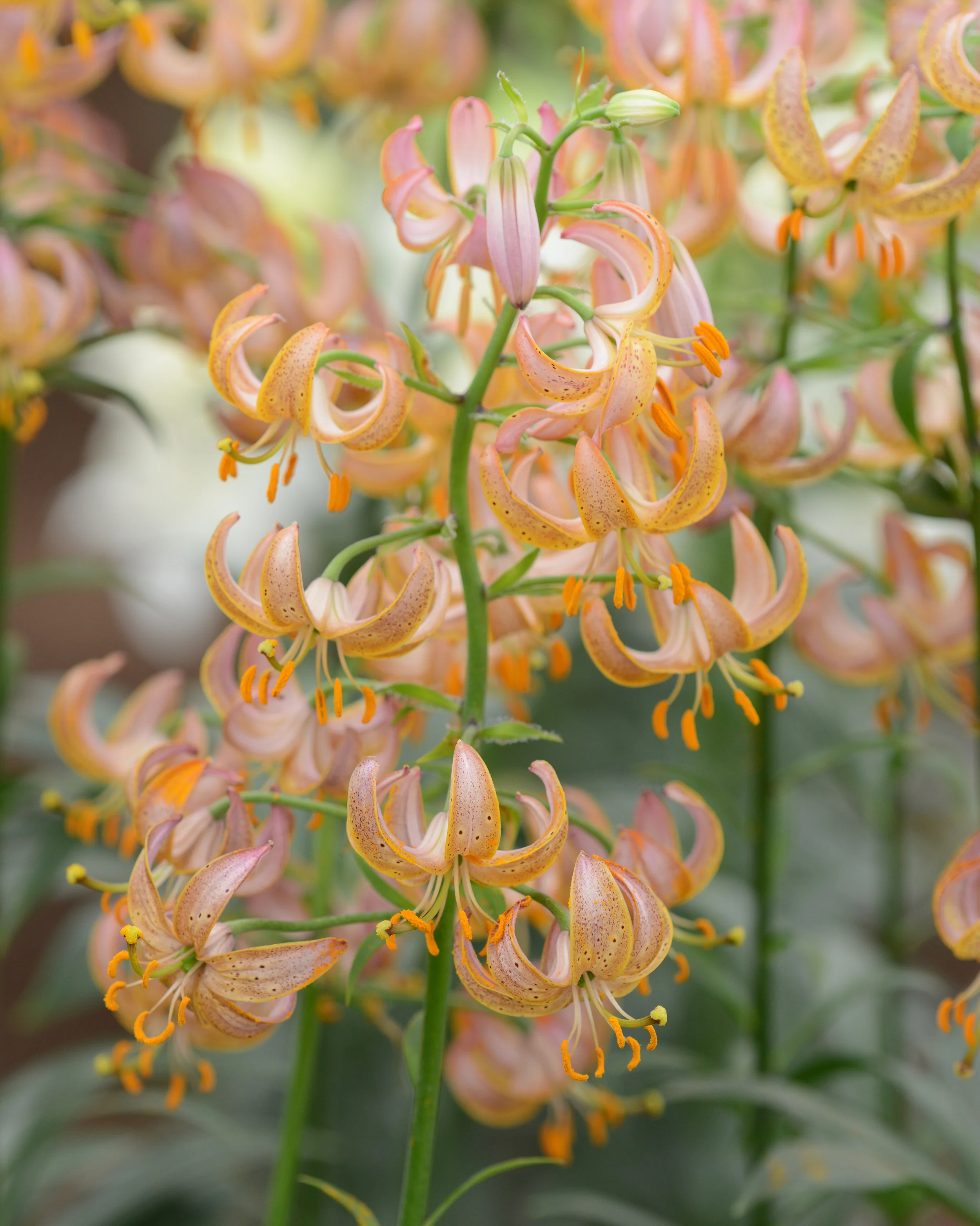Lily 'Fairy Morning' - Image 10
