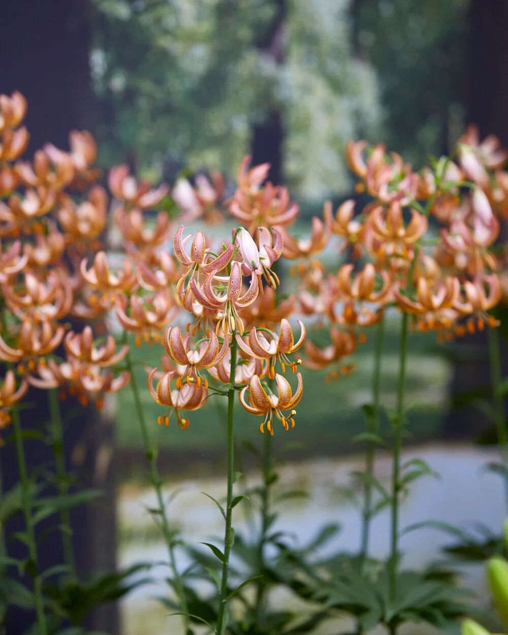 Lily 'Fairy Morning' - Image 2