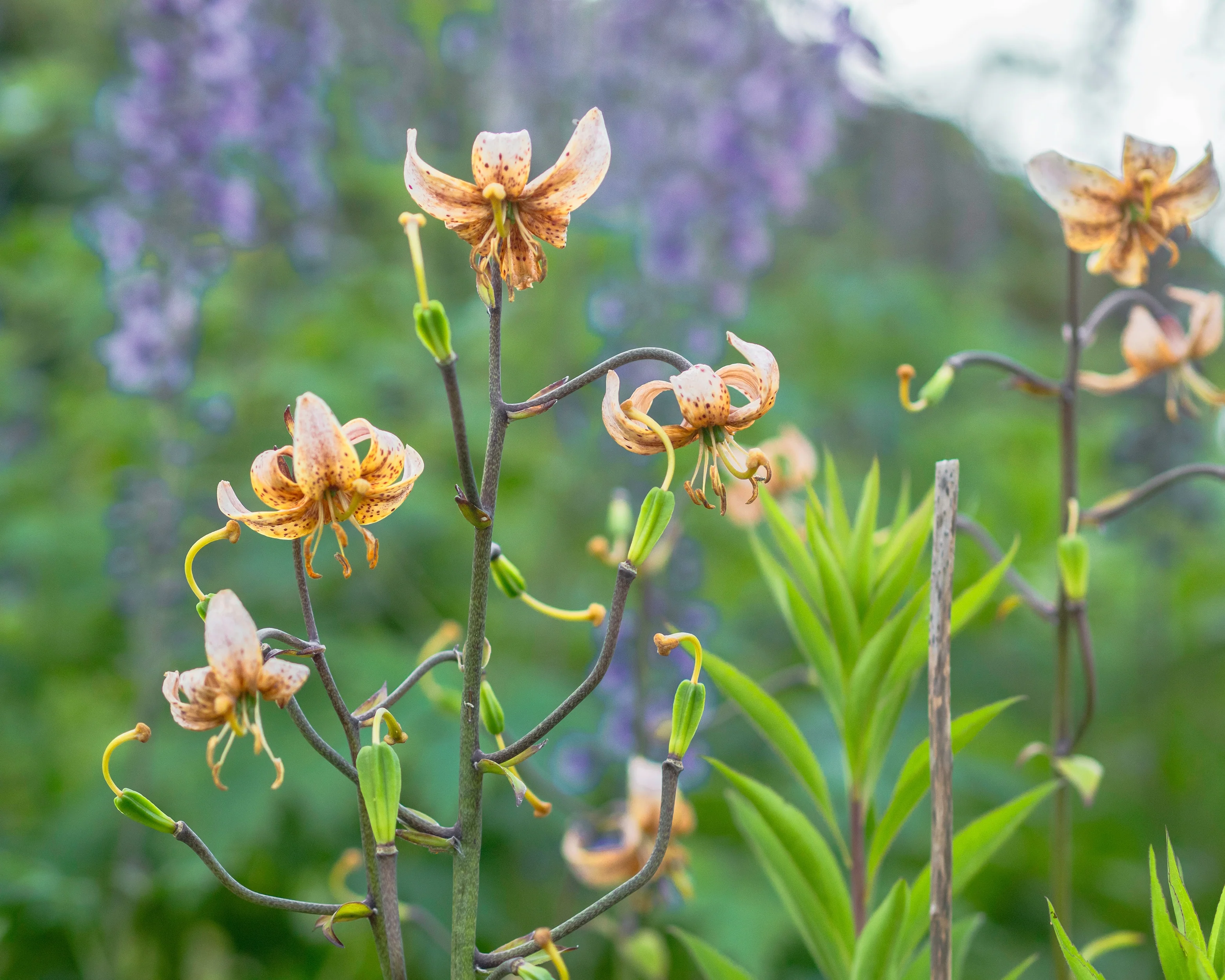 Lily 'Fairy Morning' - Image 3