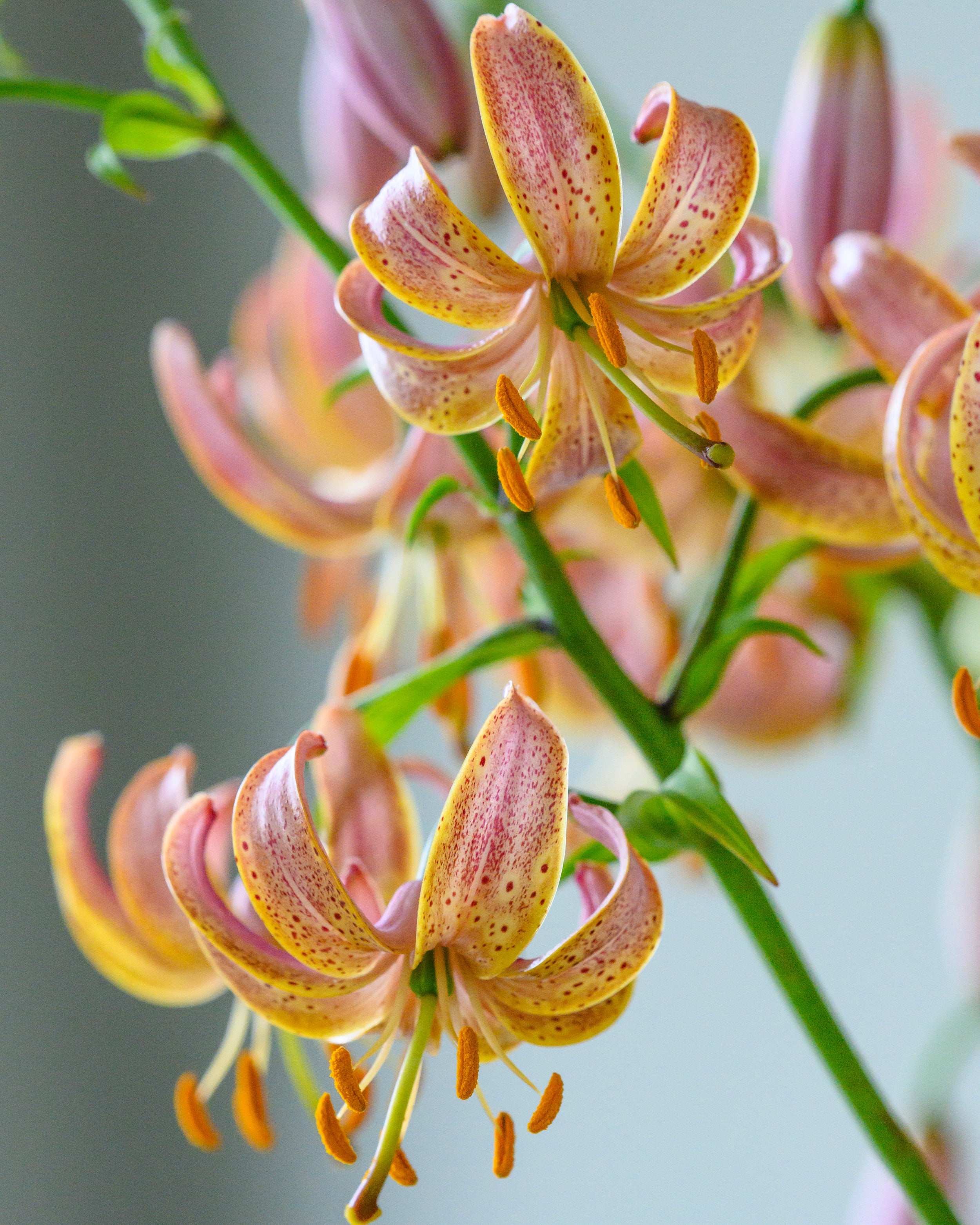 Lily 'Fairy Morning' - Image 6