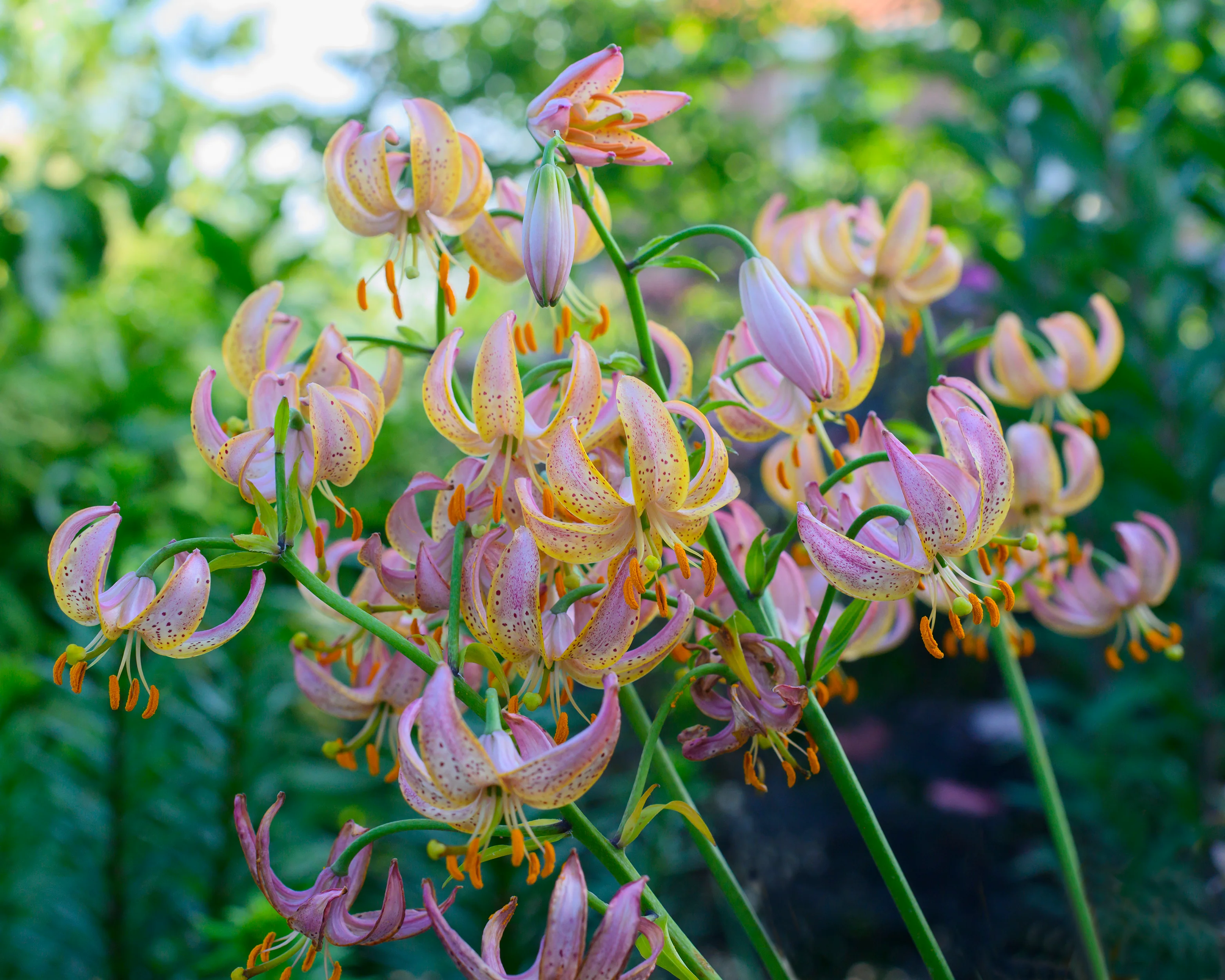 Lily 'Fairy Morning' - Image 7