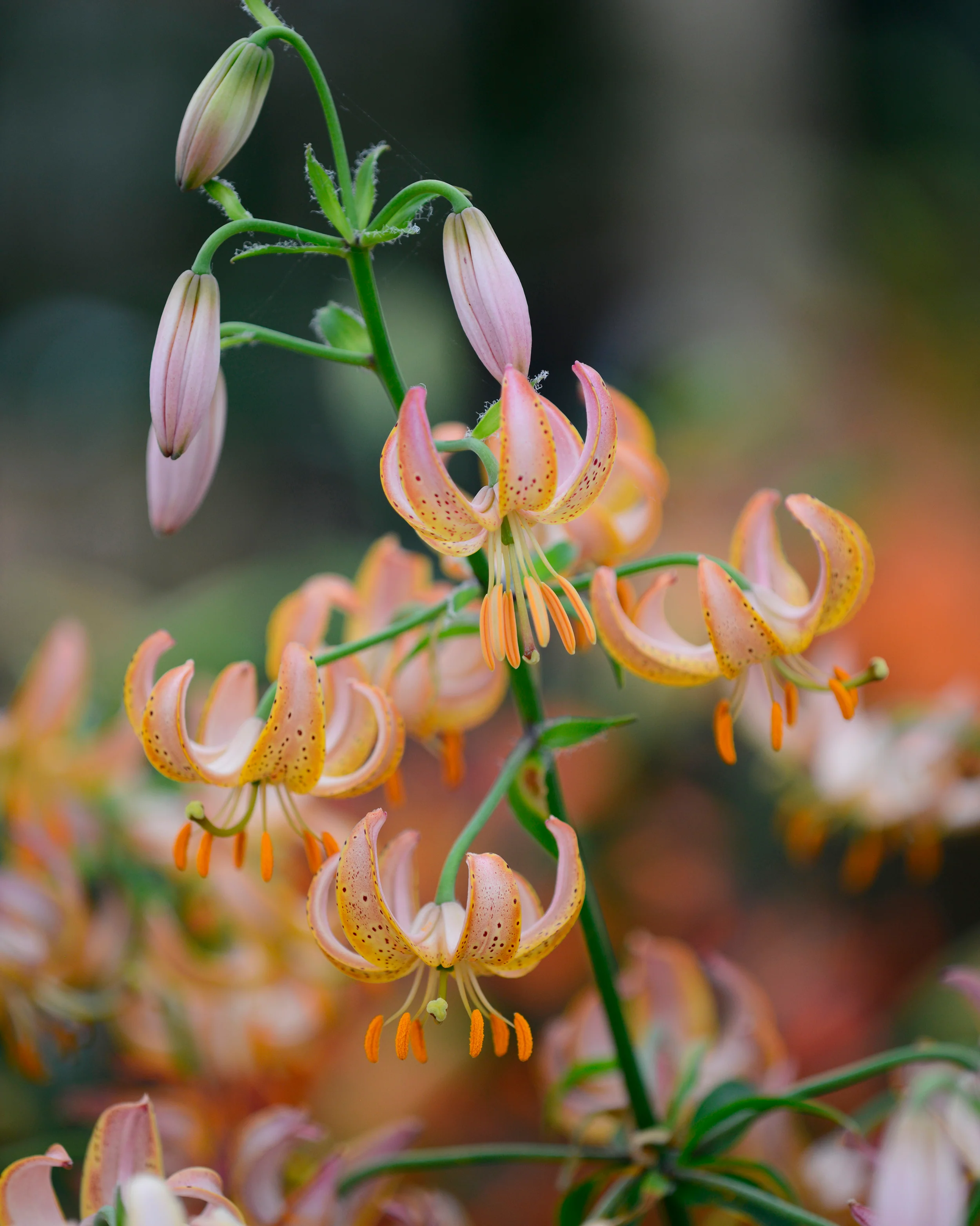 Lily 'Fairy Morning' - Image 9