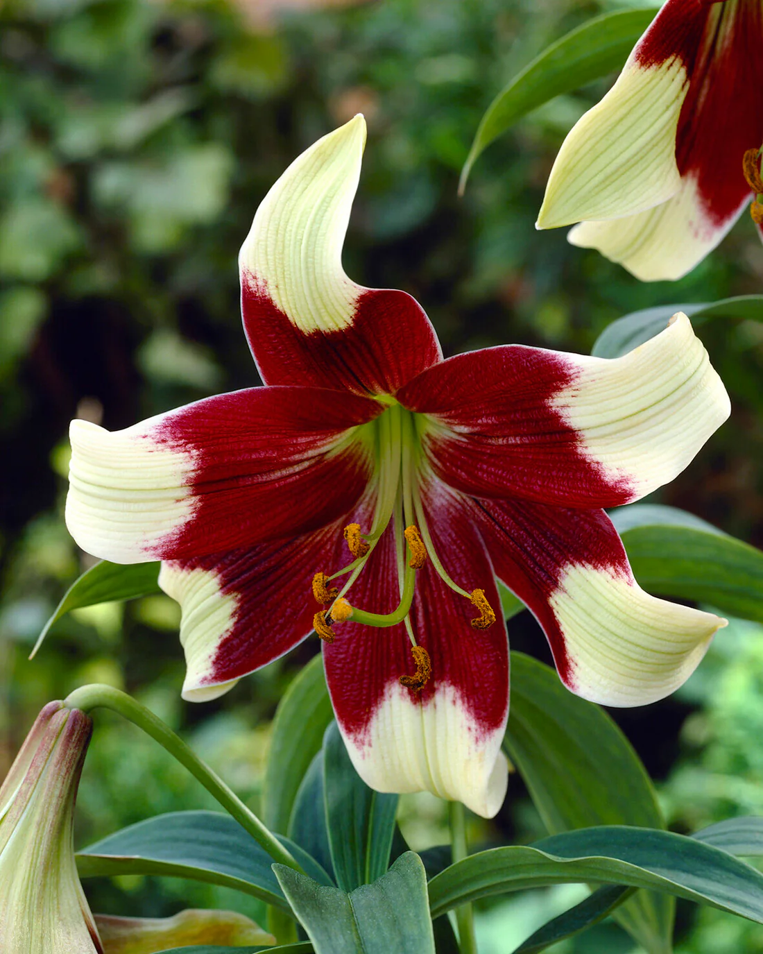 Lilium nepalense - Image 2
