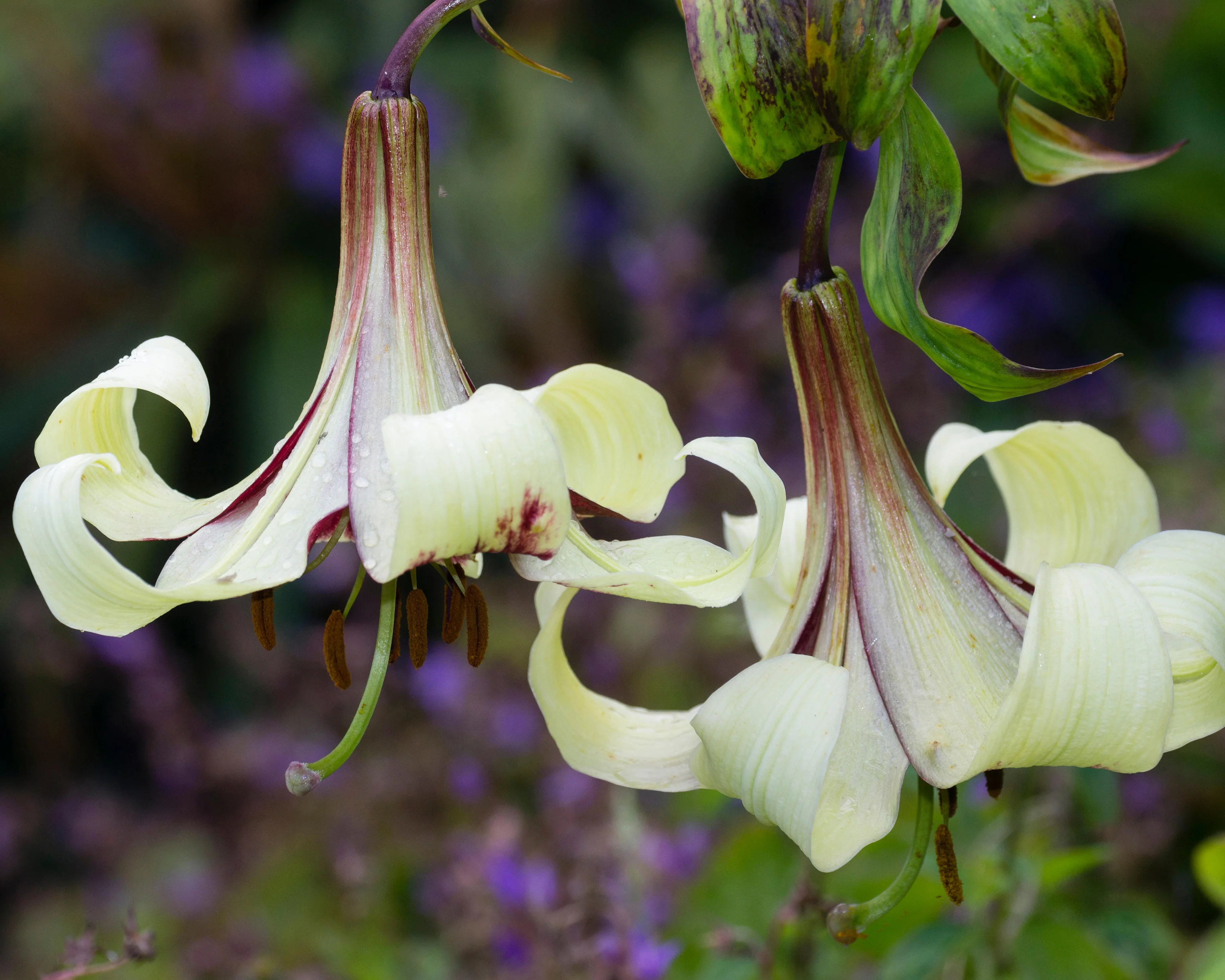Lilium nepalense - Image 3