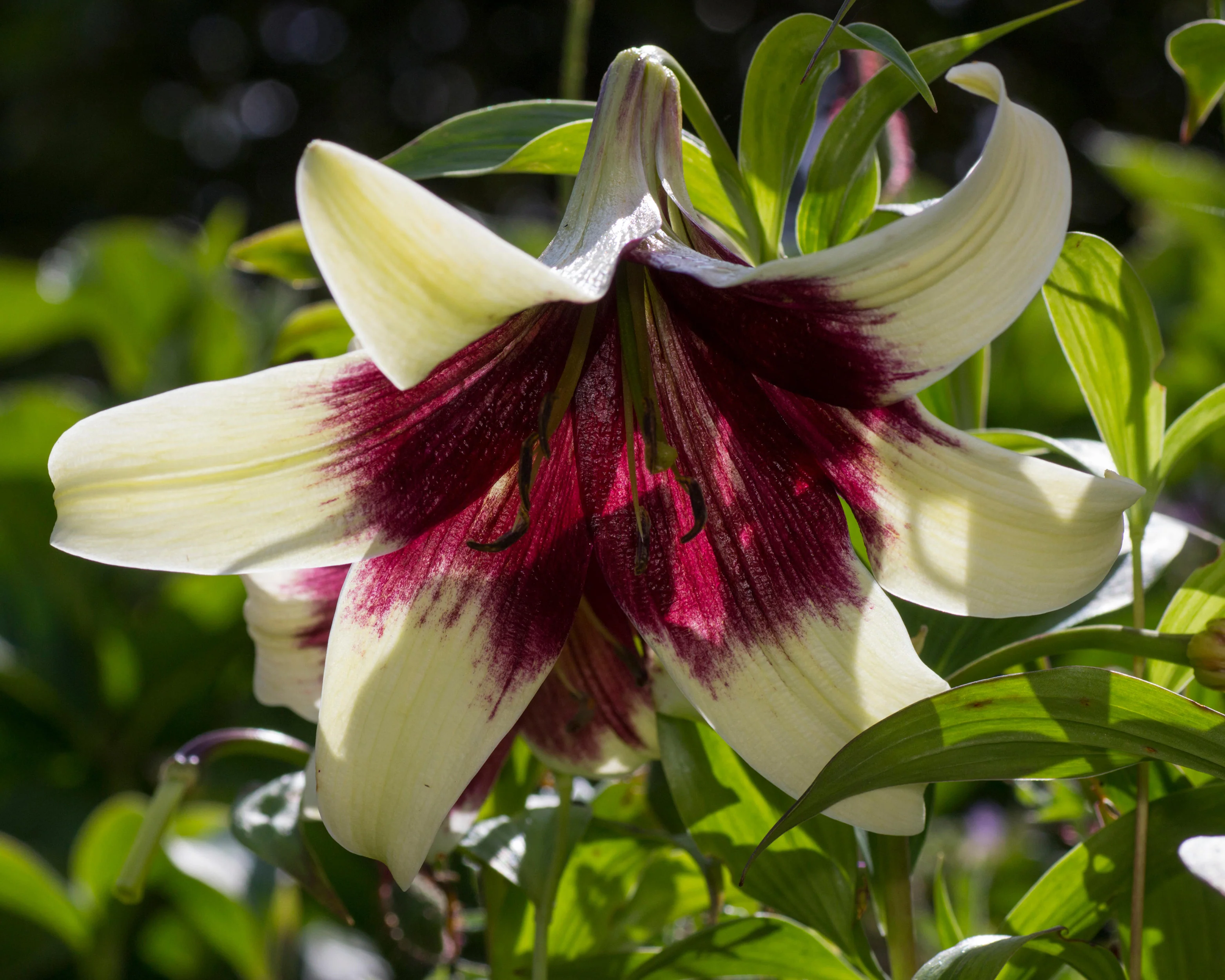 Lilium nepalense - Image 4