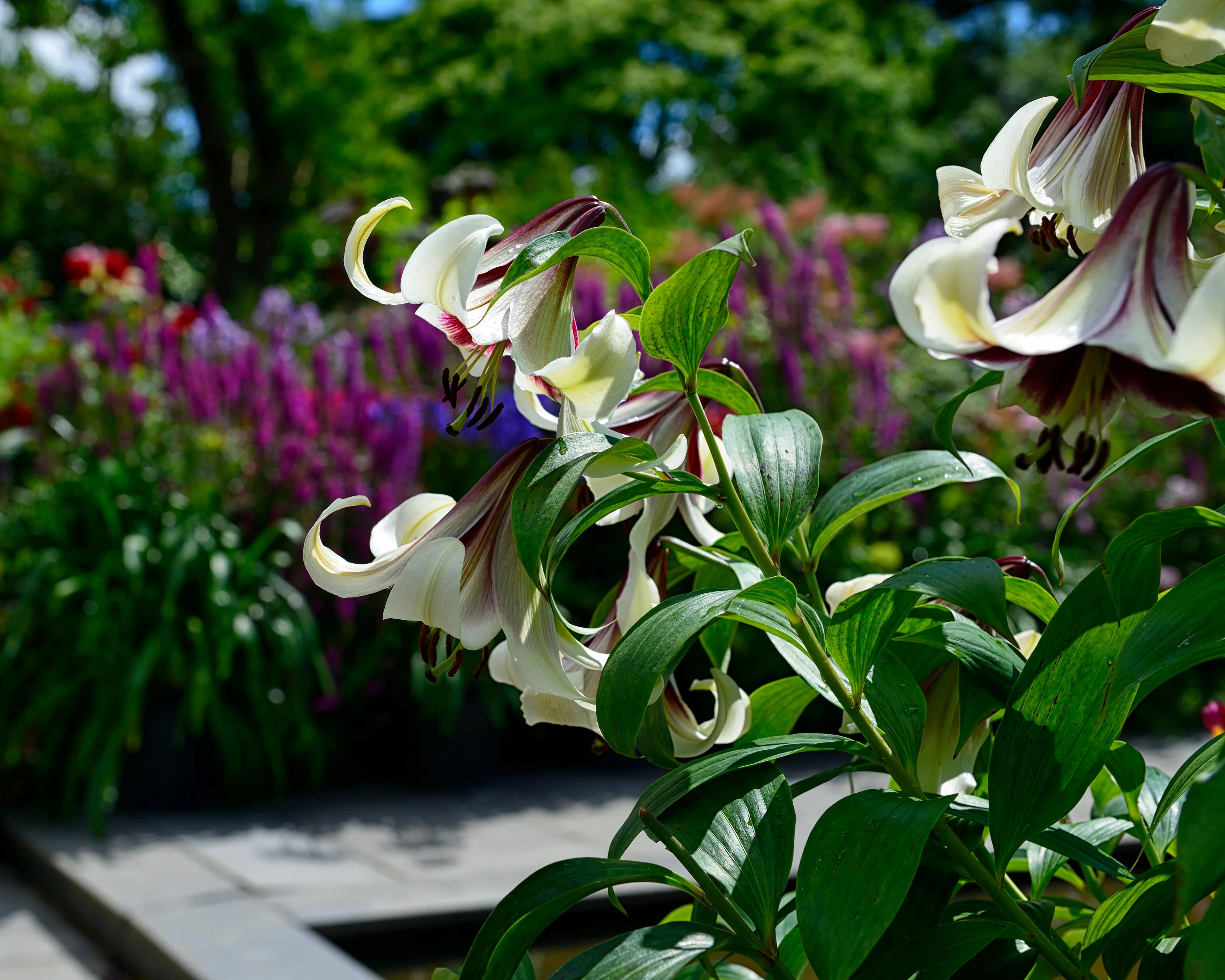 Lilium nepalense - Image 5