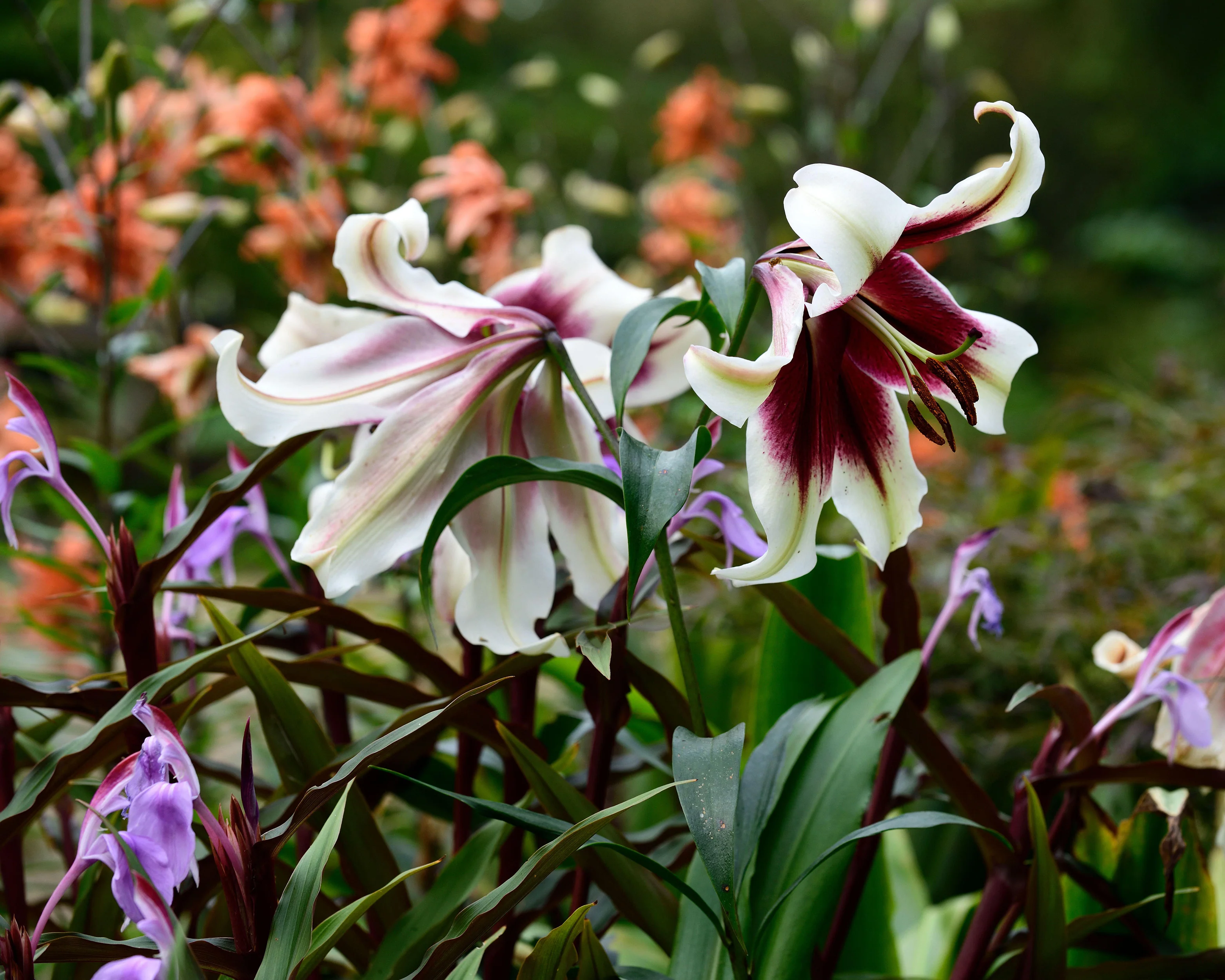 Lilium nepalense - Image 6