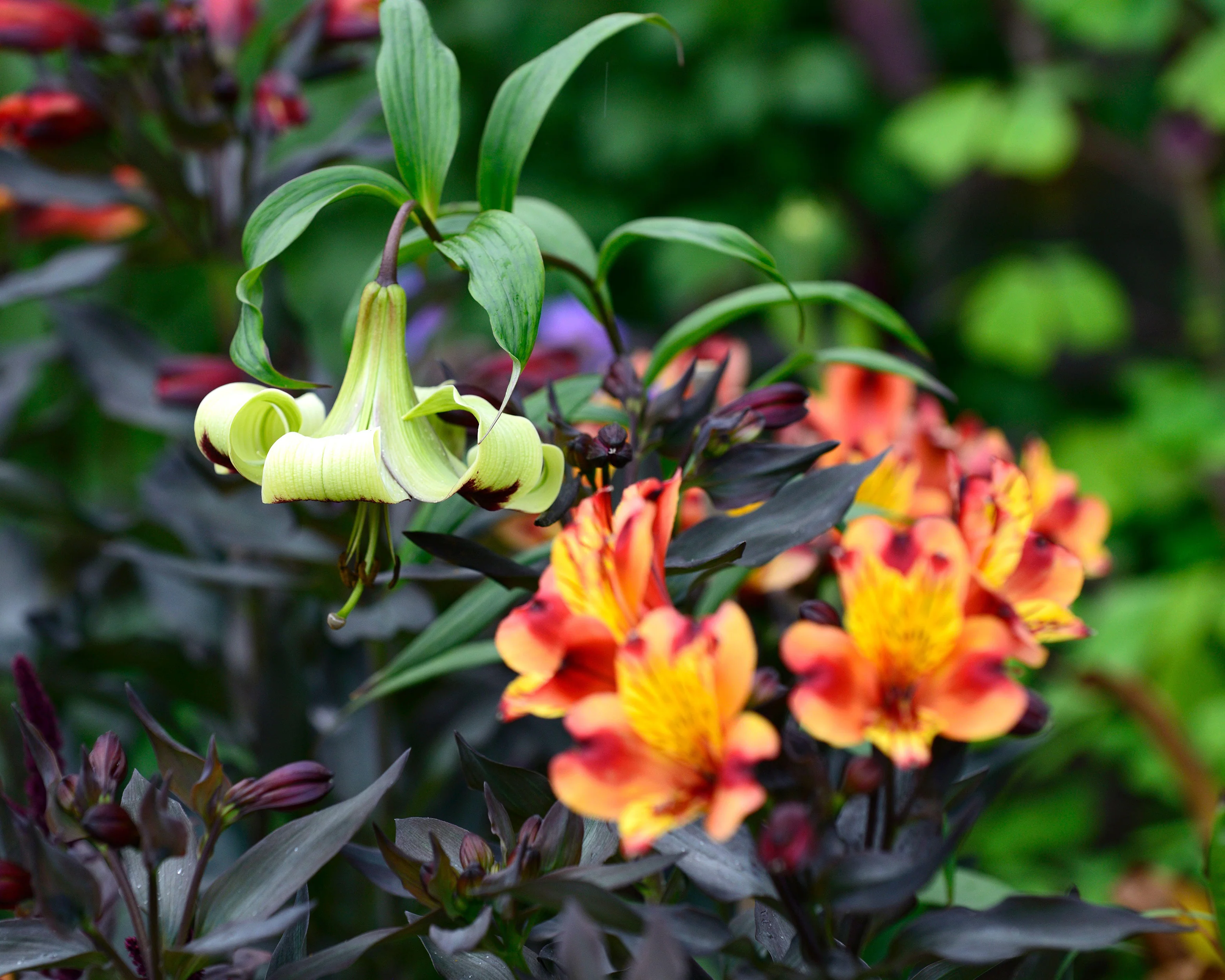 Lilium nepalense - Image 7