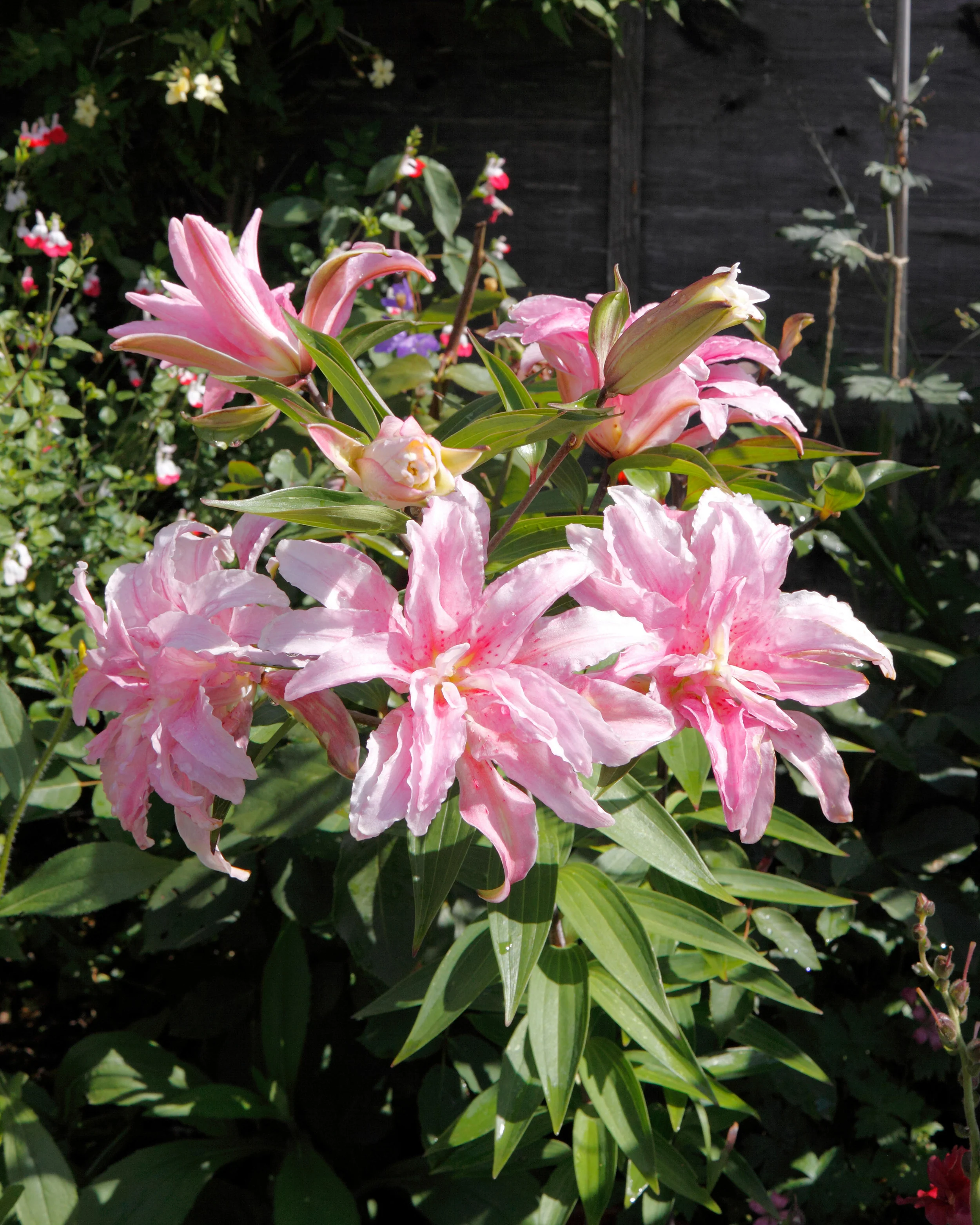 Lily 'Broken Heart' - Image 3