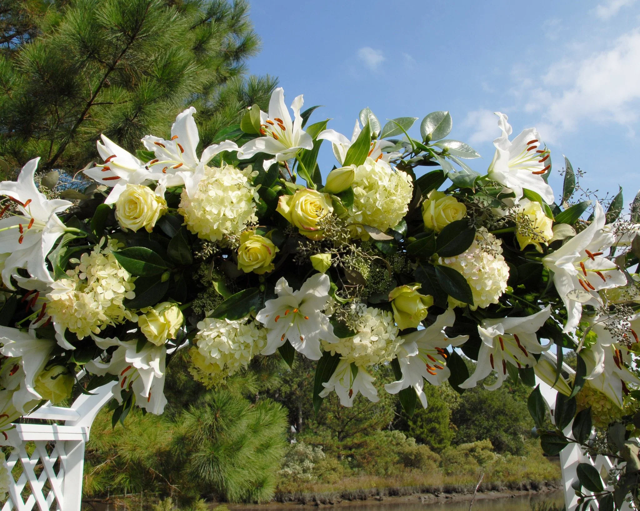 Lily 'Casa Blanca' - Image 3