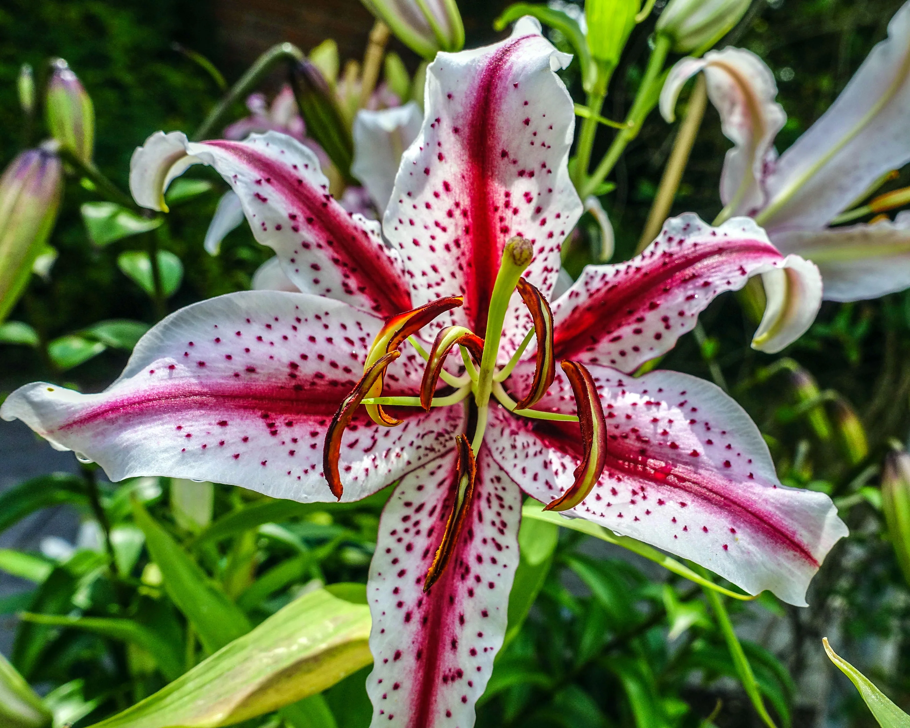 Lily 'Dizzy' - Image 2