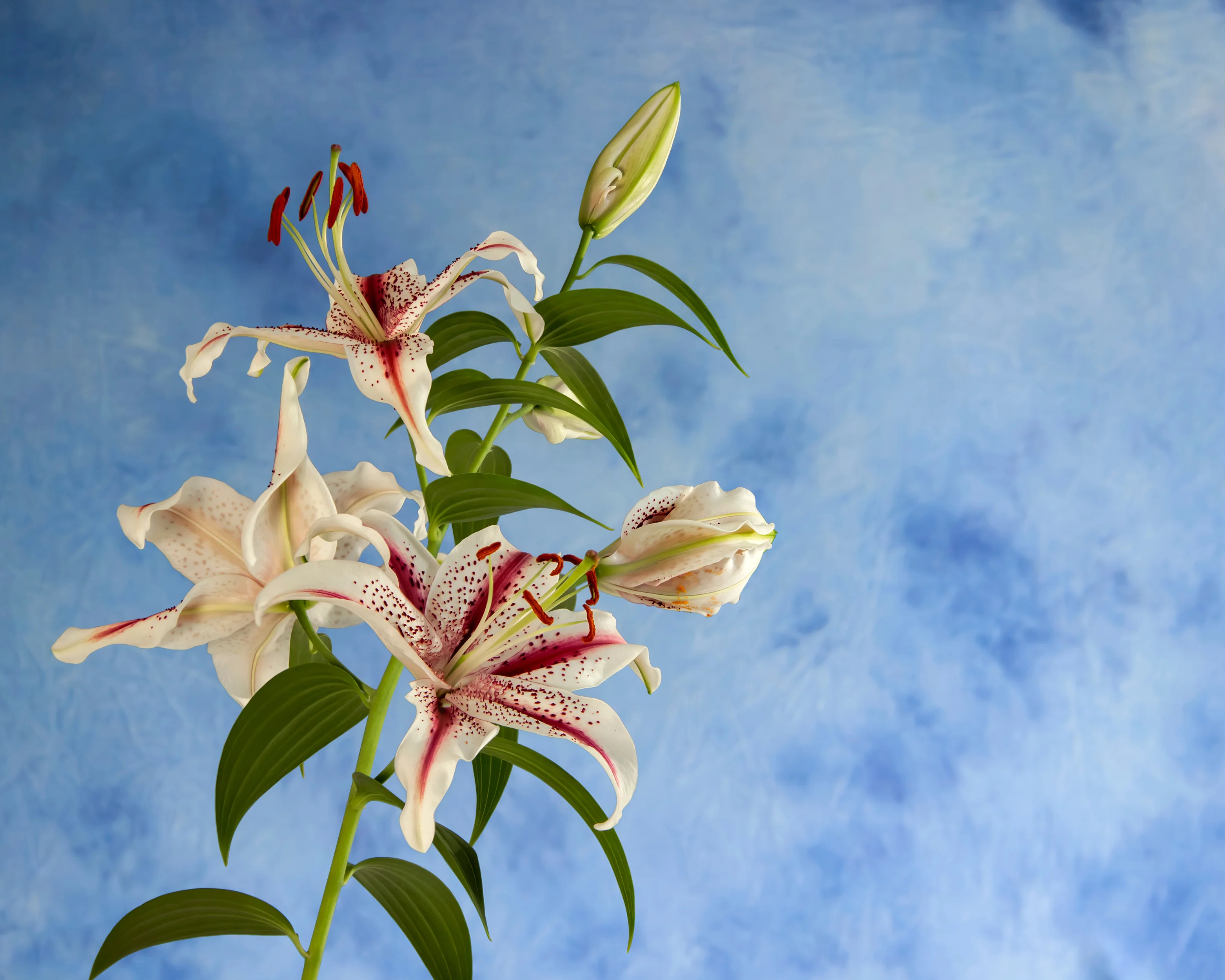 Lily 'Dizzy' - Image 4