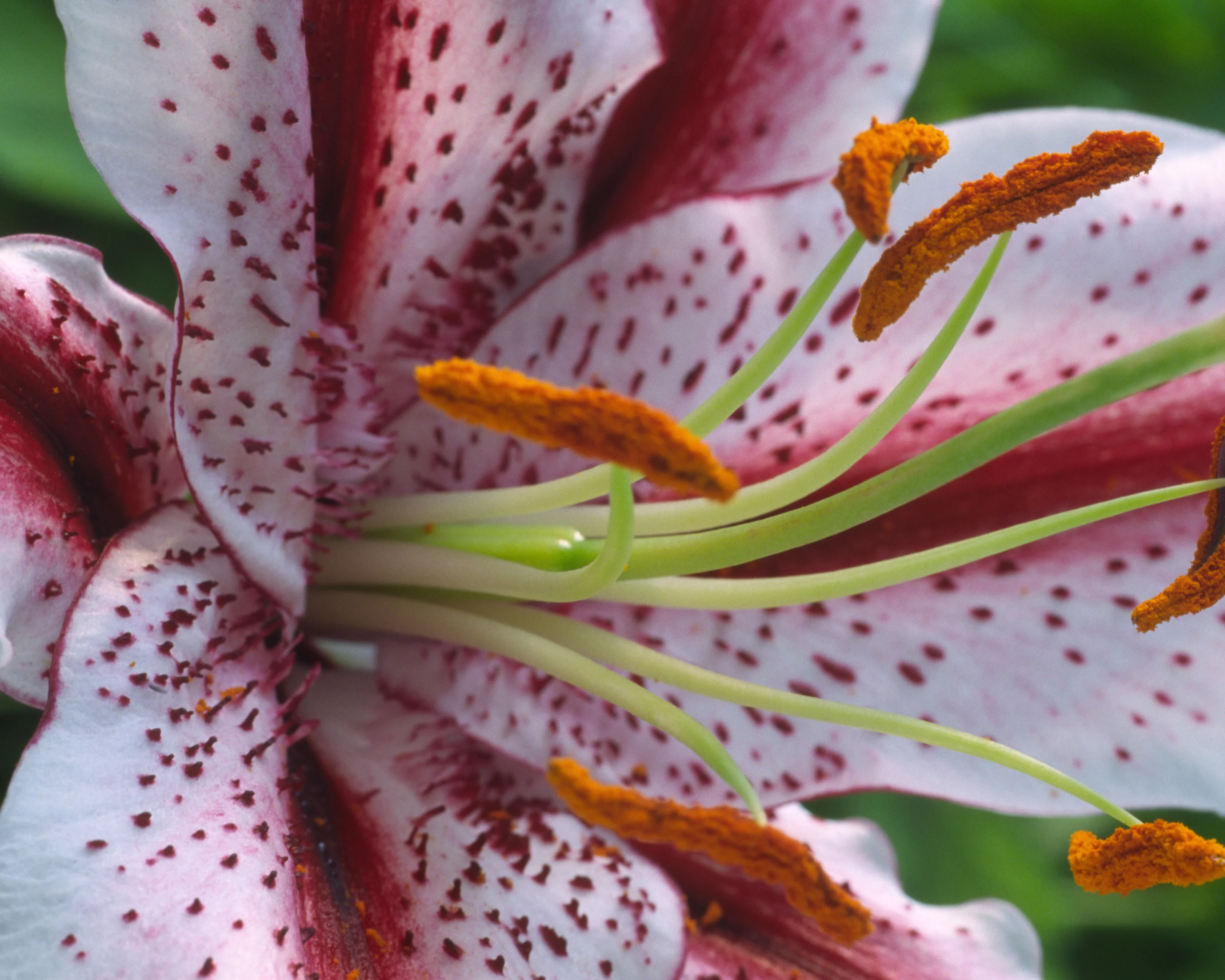 Lily 'Dizzy' - Image 5