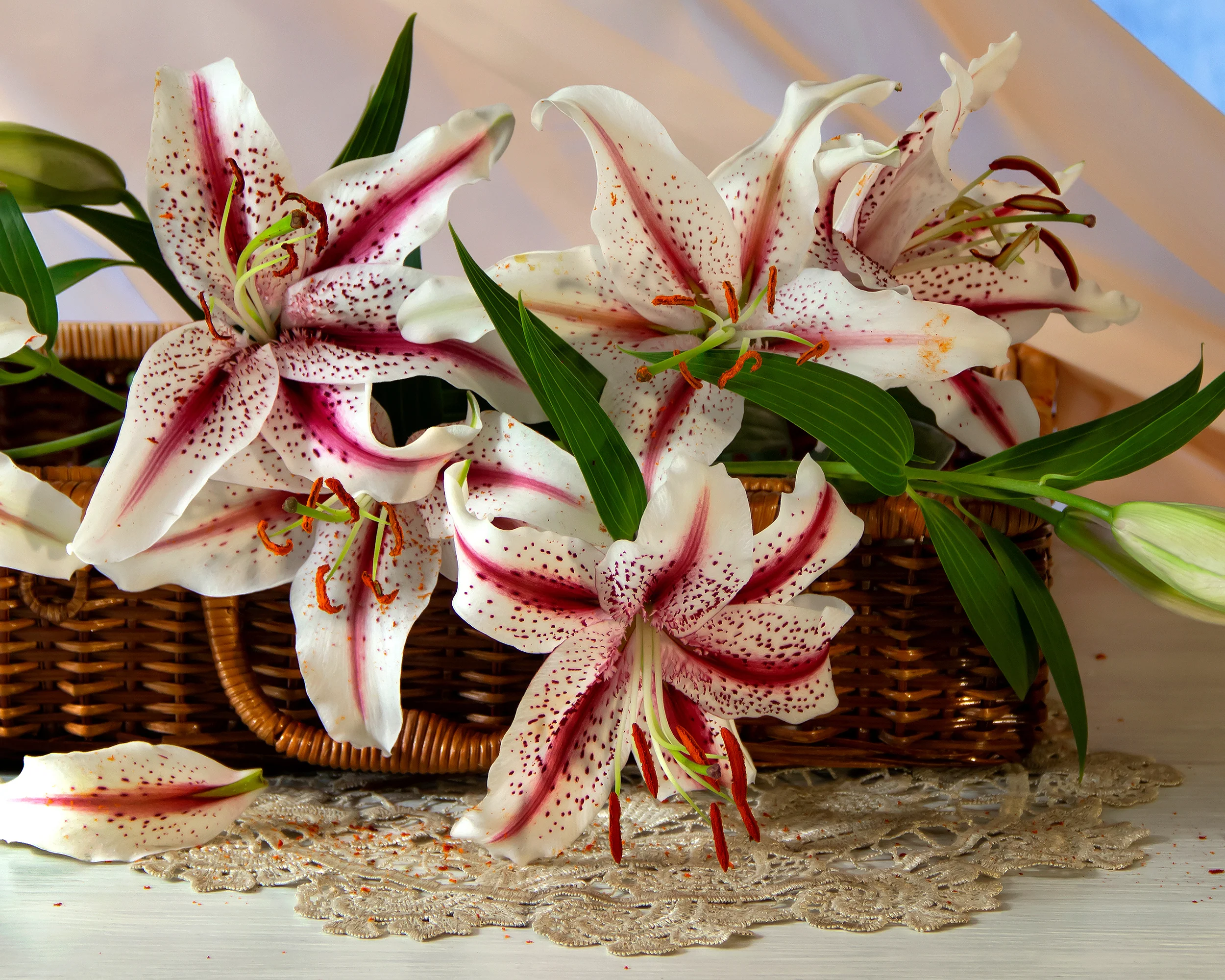 Lily 'Dizzy' - Image 7