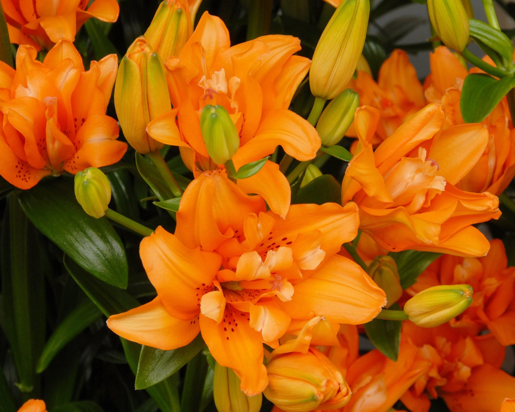 Lily 'Orange Twins' - Image 3
