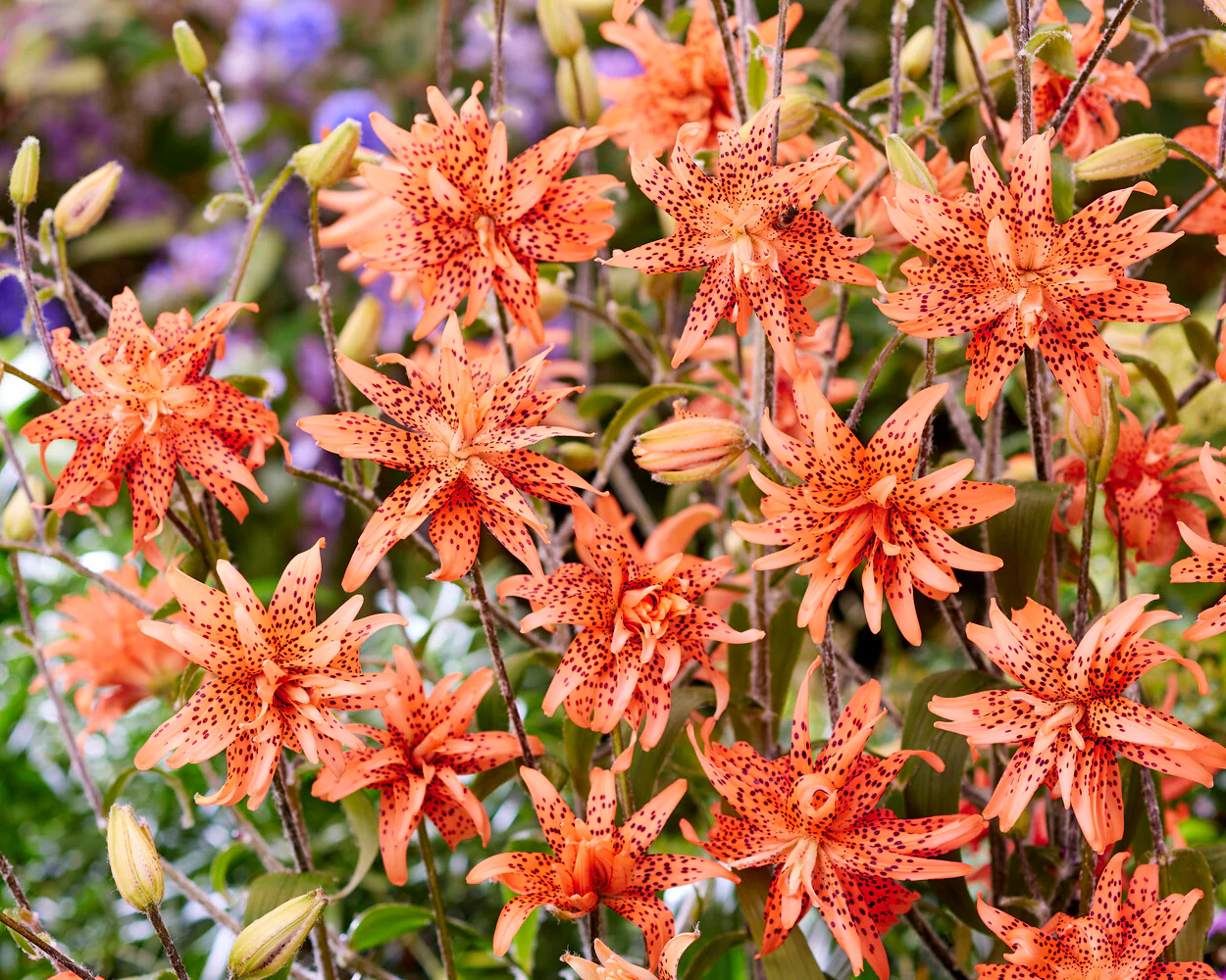 Lily 'Flore Pleno' - Image 3