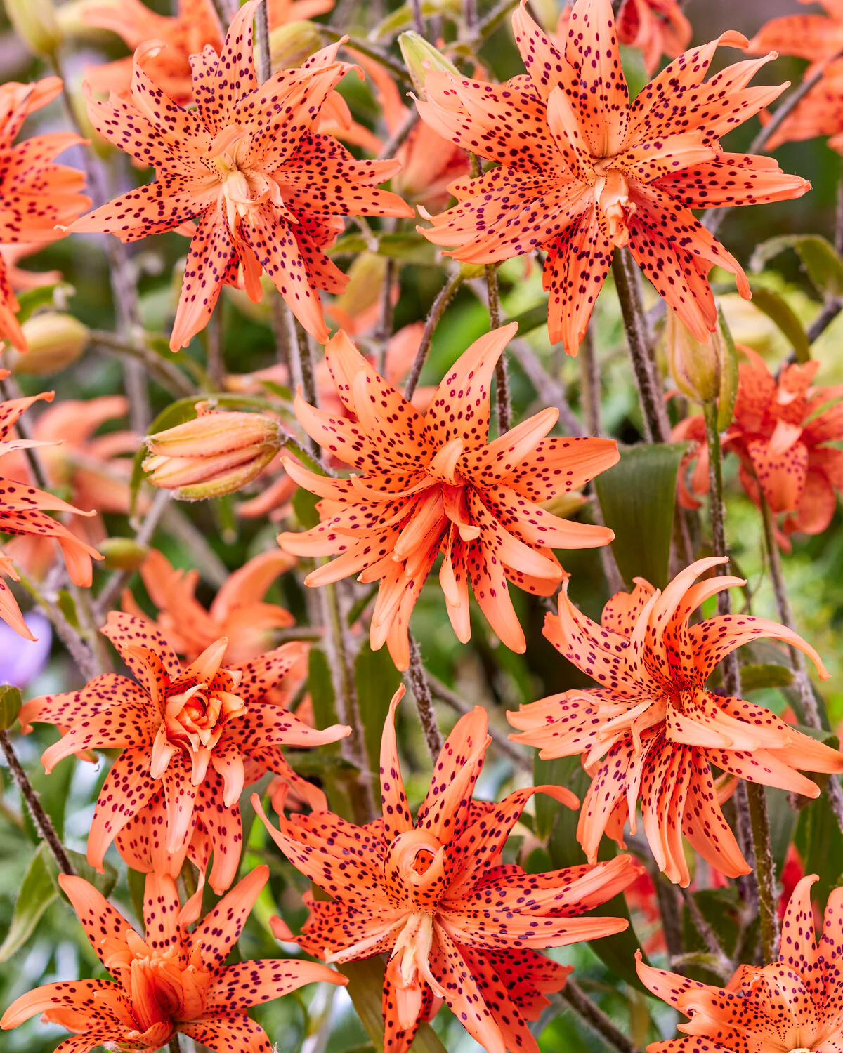 Lily 'Flore Pleno' - Image 6