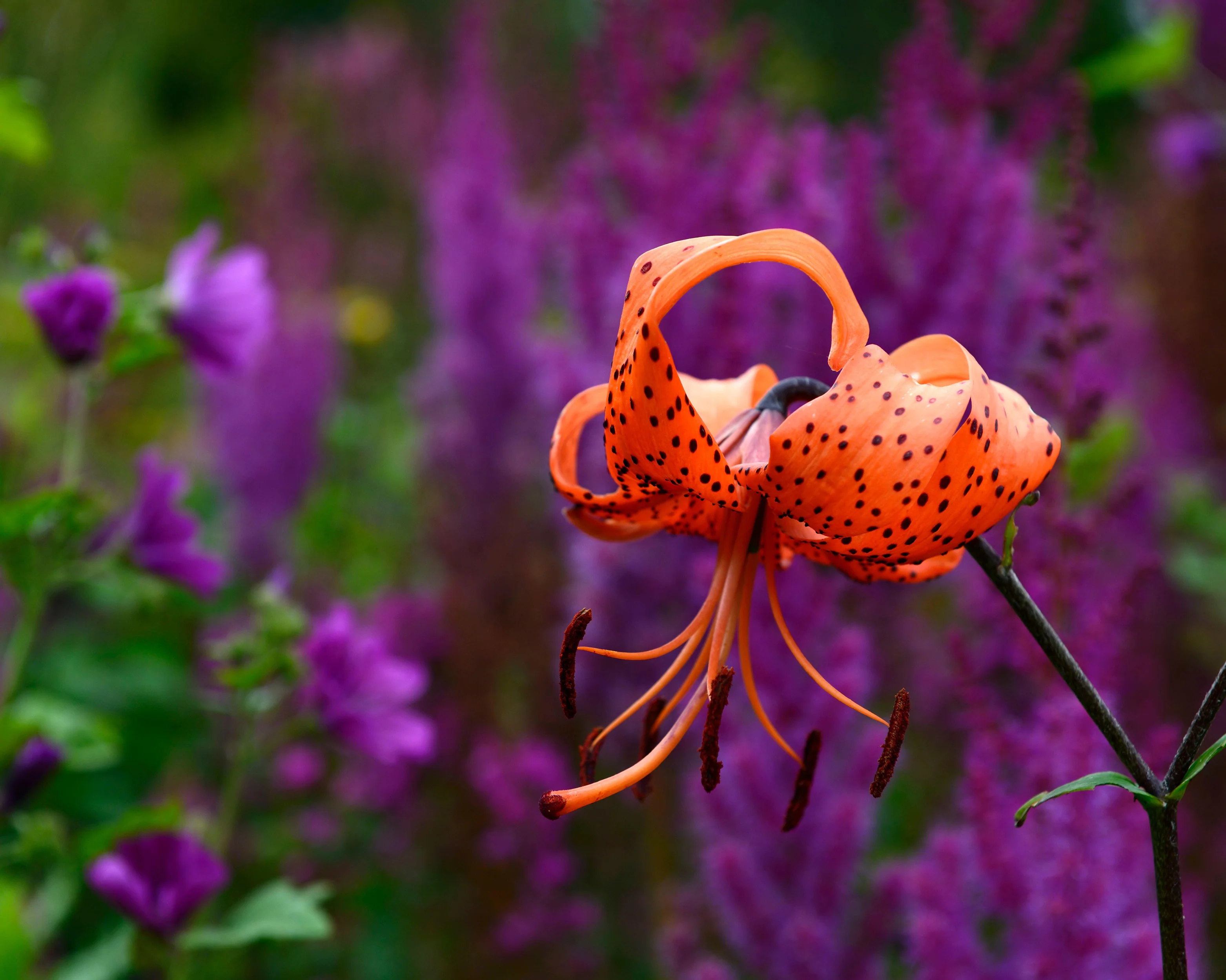 Lily 'Flore Pleno' - Image 9