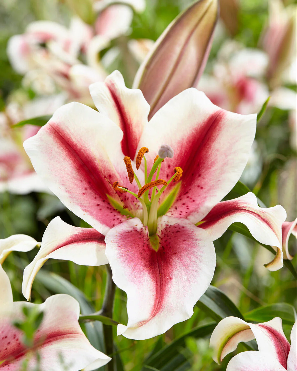 Lily 'Hachi'