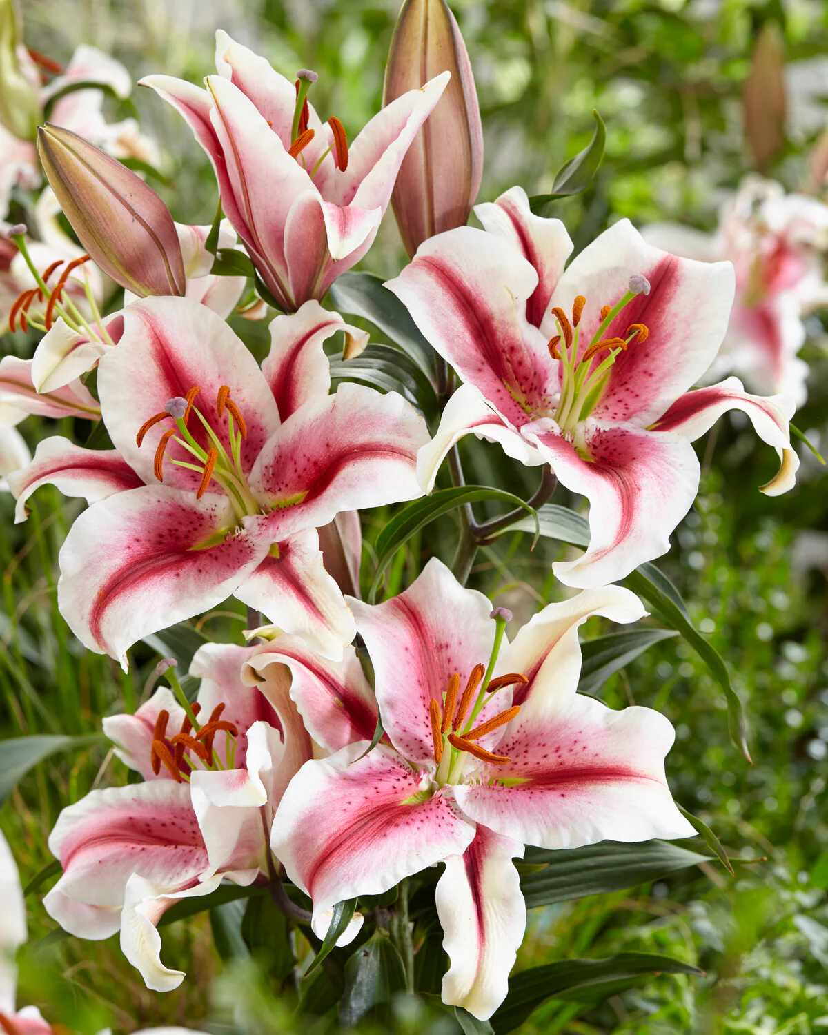 Lily 'Hachi' - Image 2
