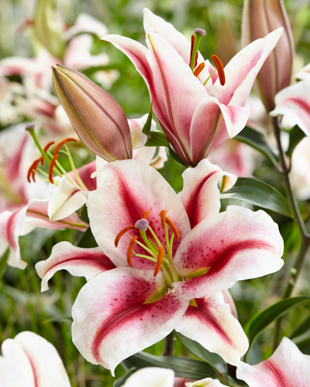 Lily 'Hachi' - Image 3