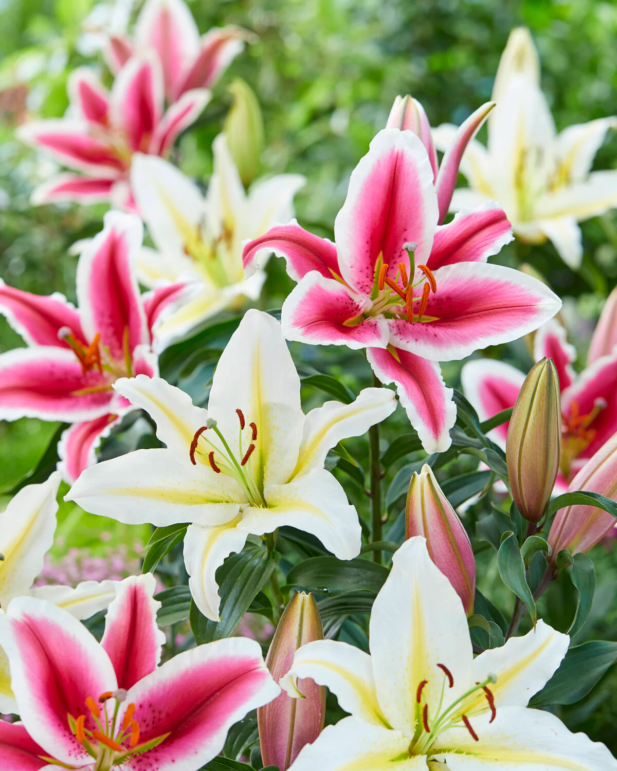 Lily 'Hachi' - Image 4