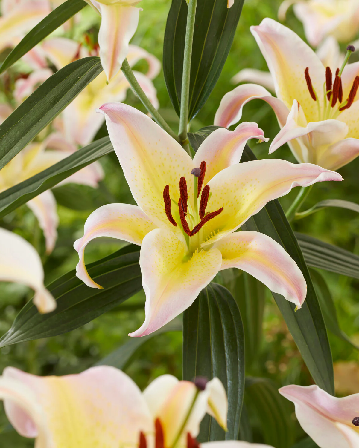 Lily 'Hocus Pocus' - Image 2