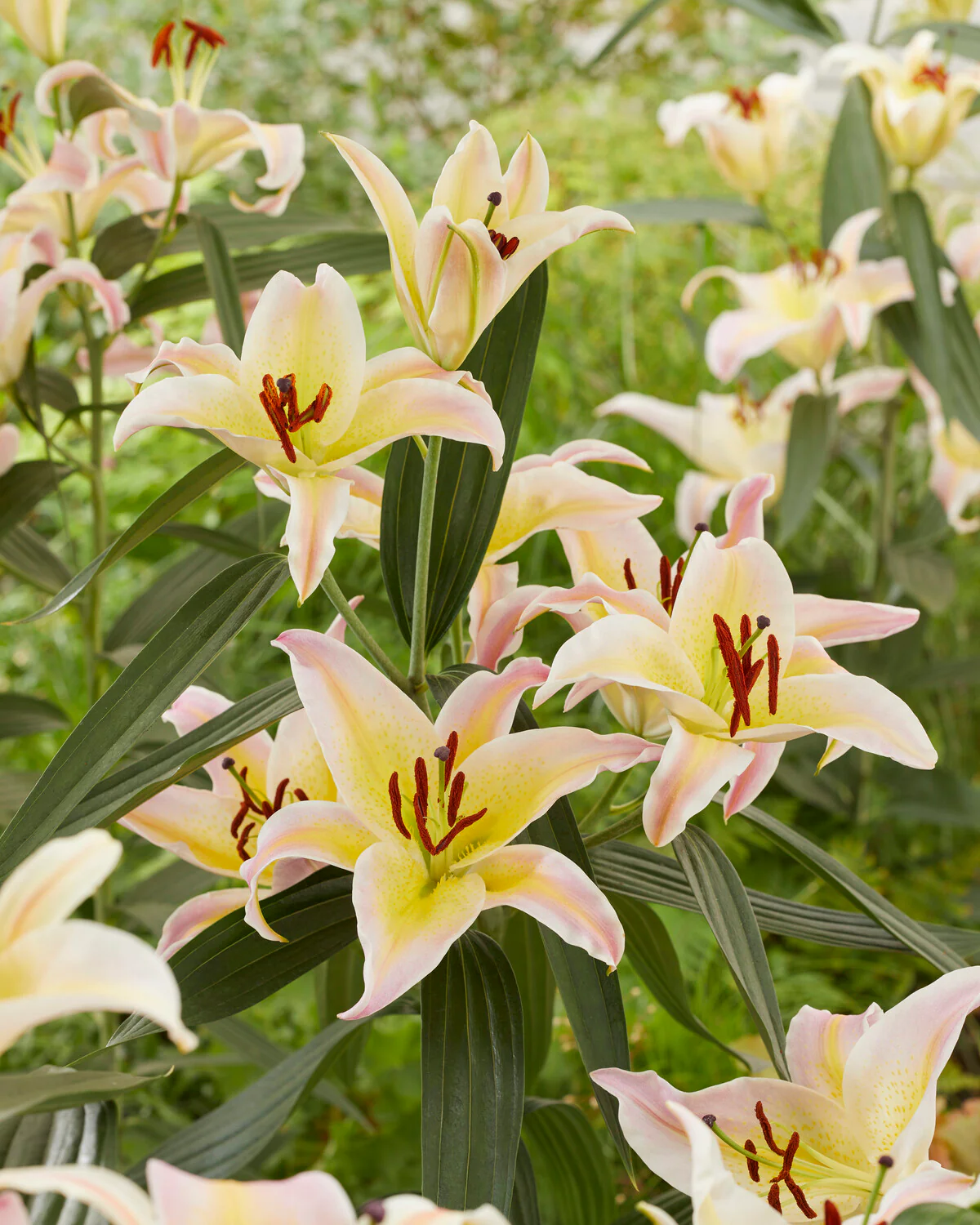 Lily 'Hocus Pocus' - Image 4