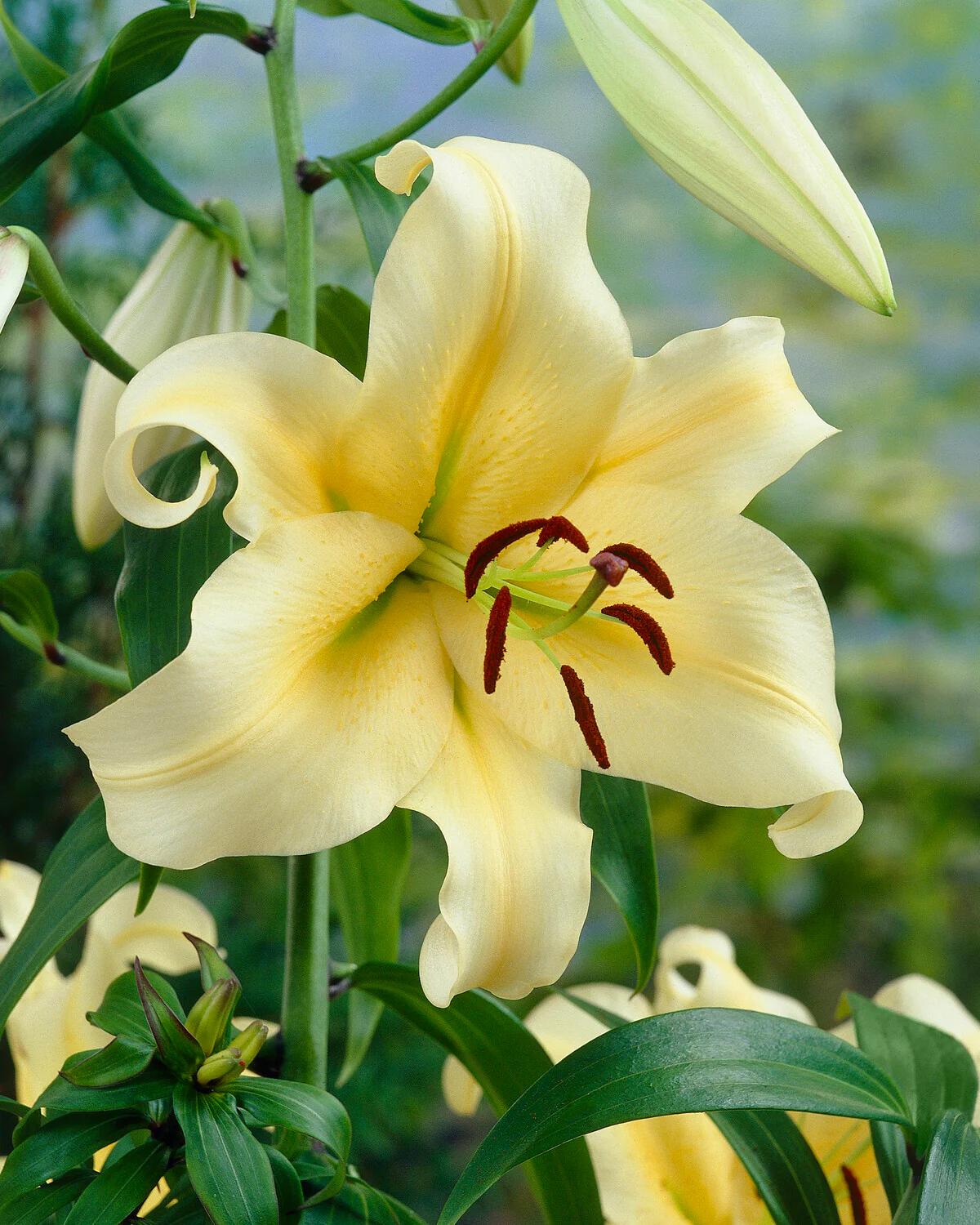 Lily 'Honeymoon' - Image 3