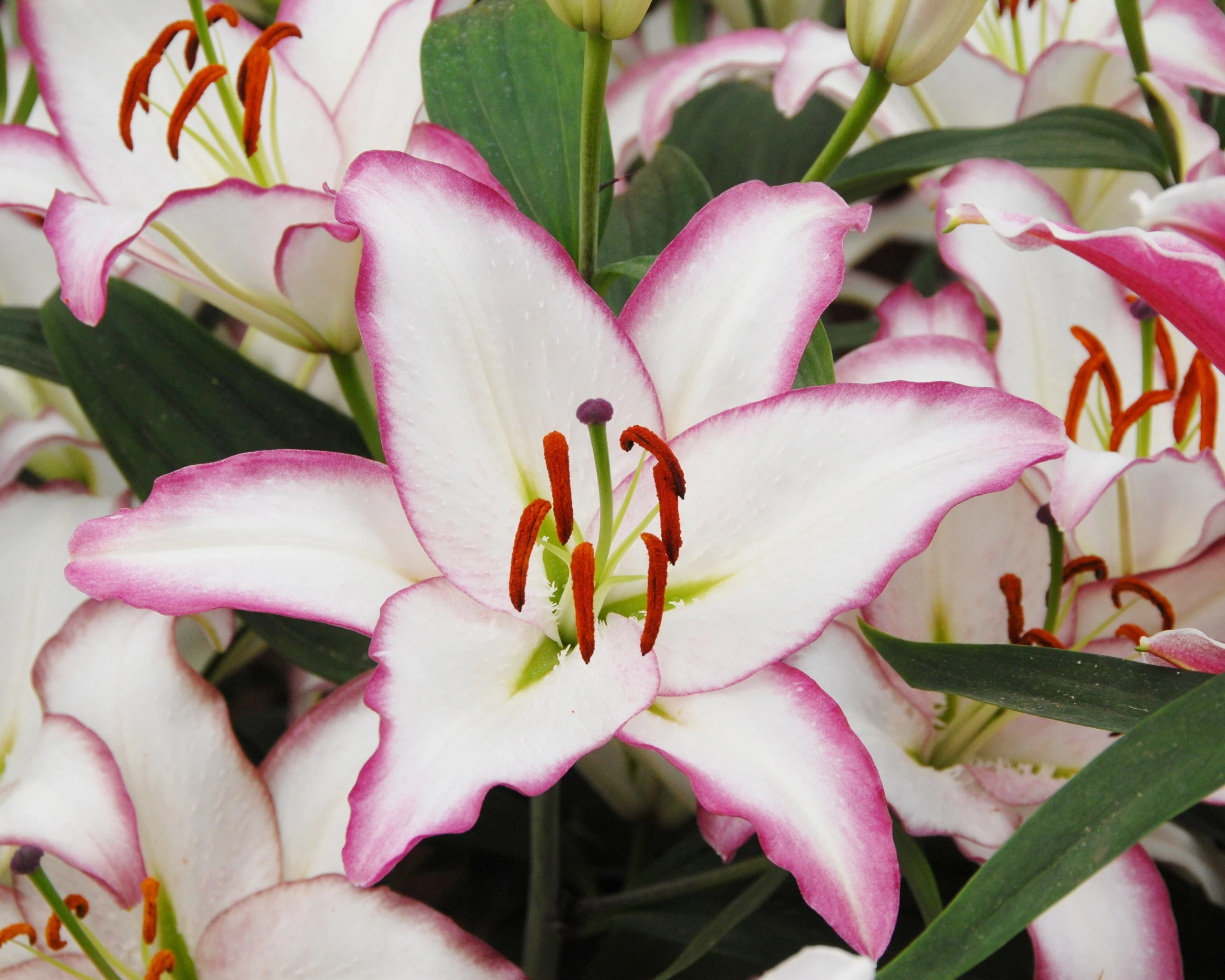 Lily 'Hotline' - Image 4