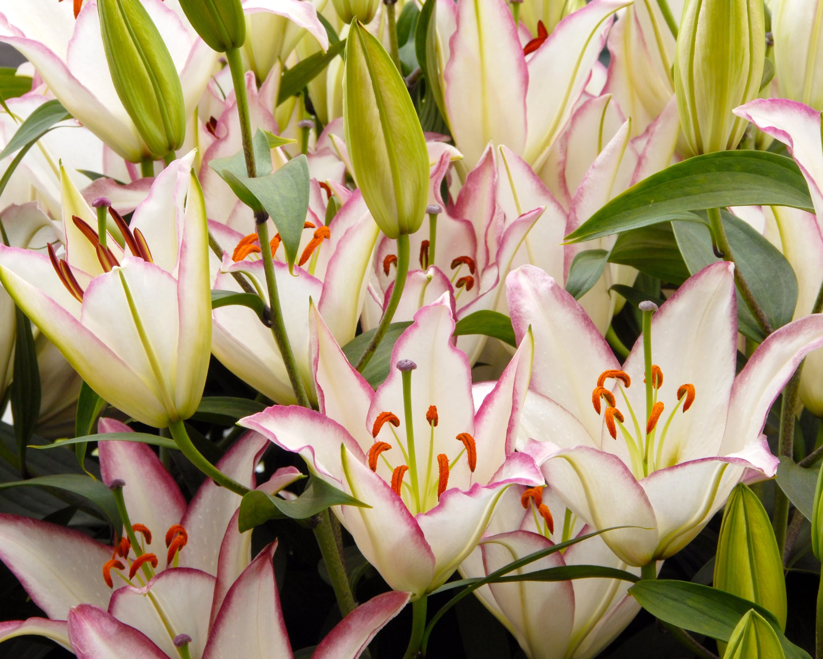 Lily 'Hotline' - Image 5