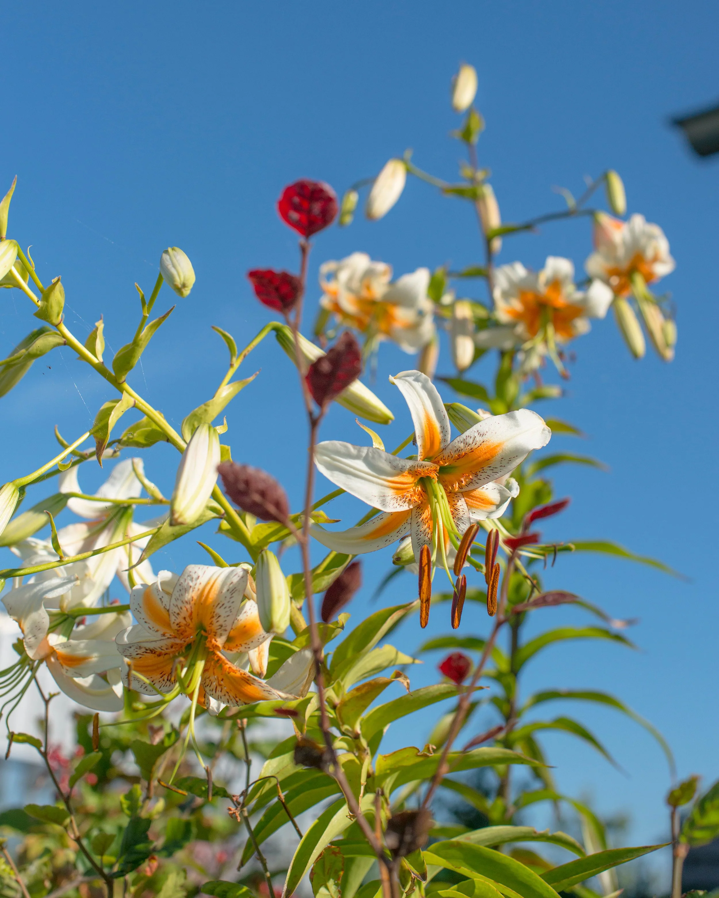 Lily 'Lady Alice' - Image 2