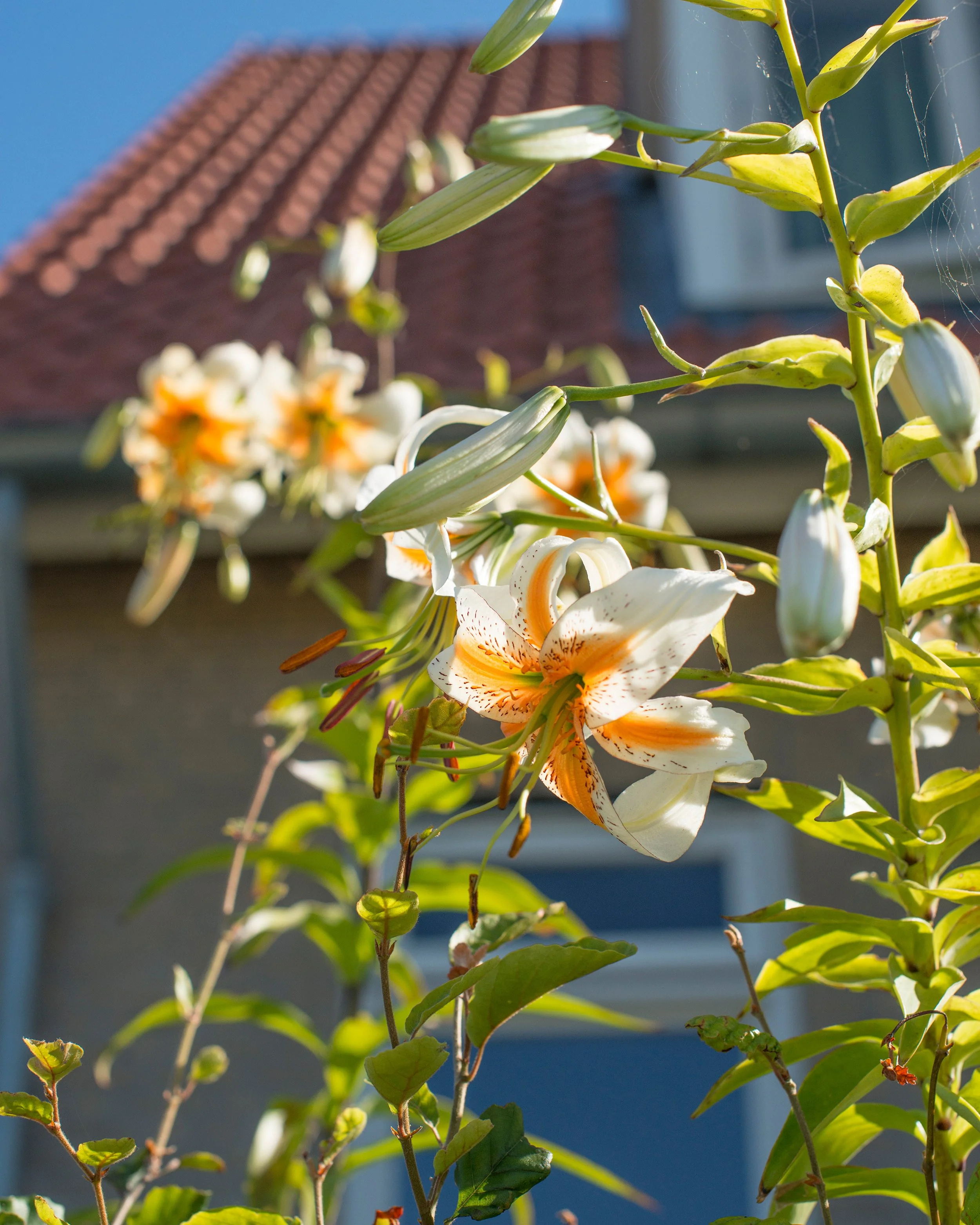 Lily 'Lady Alice' - Image 5