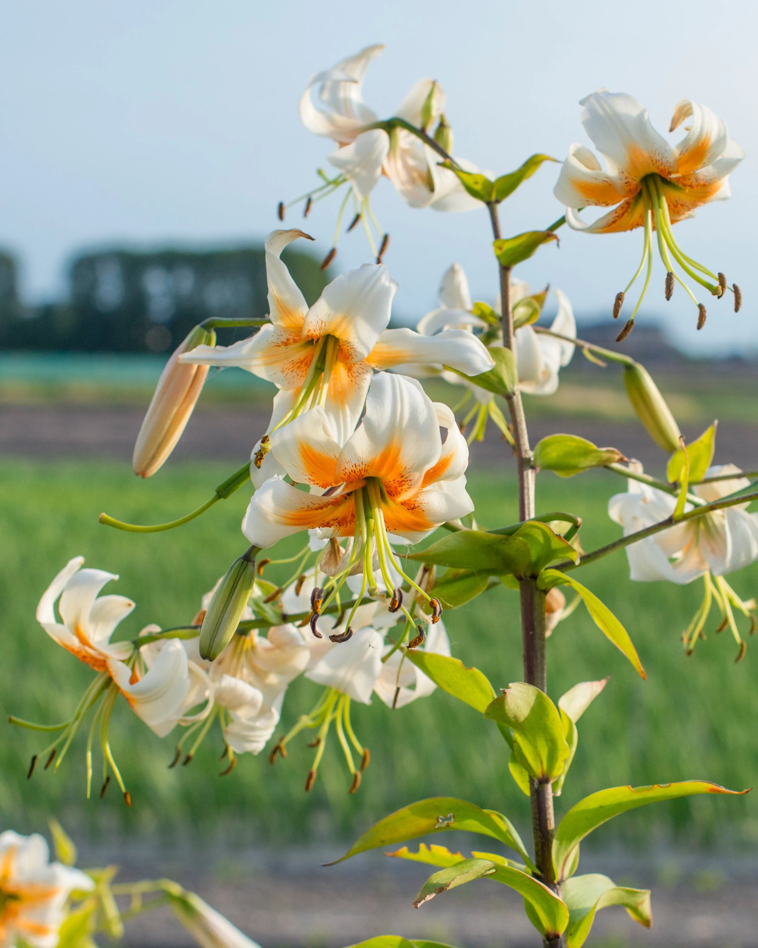 Lily 'Lady Alice' - Image 6