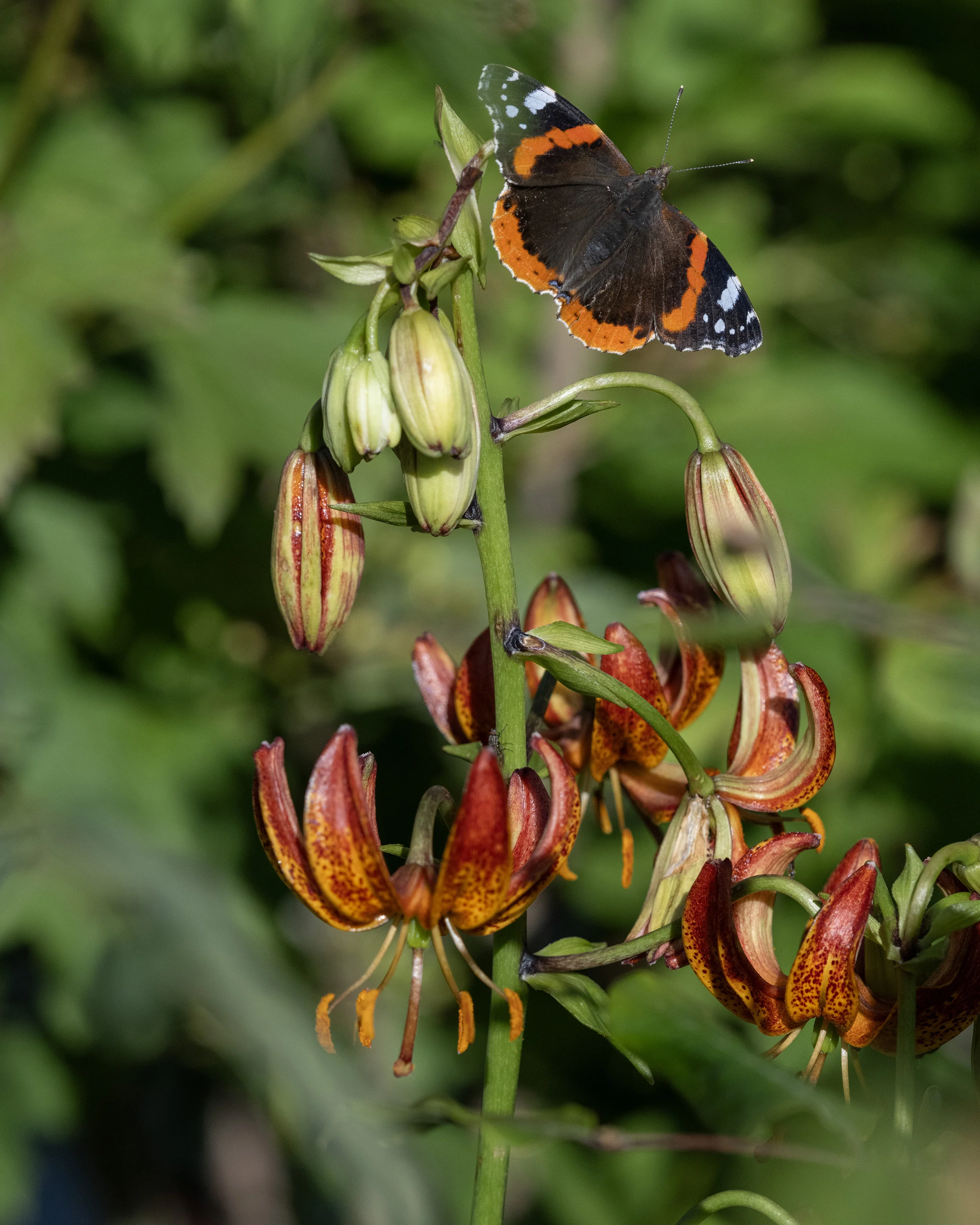 Lily 'Arabian Knight' - Image 4