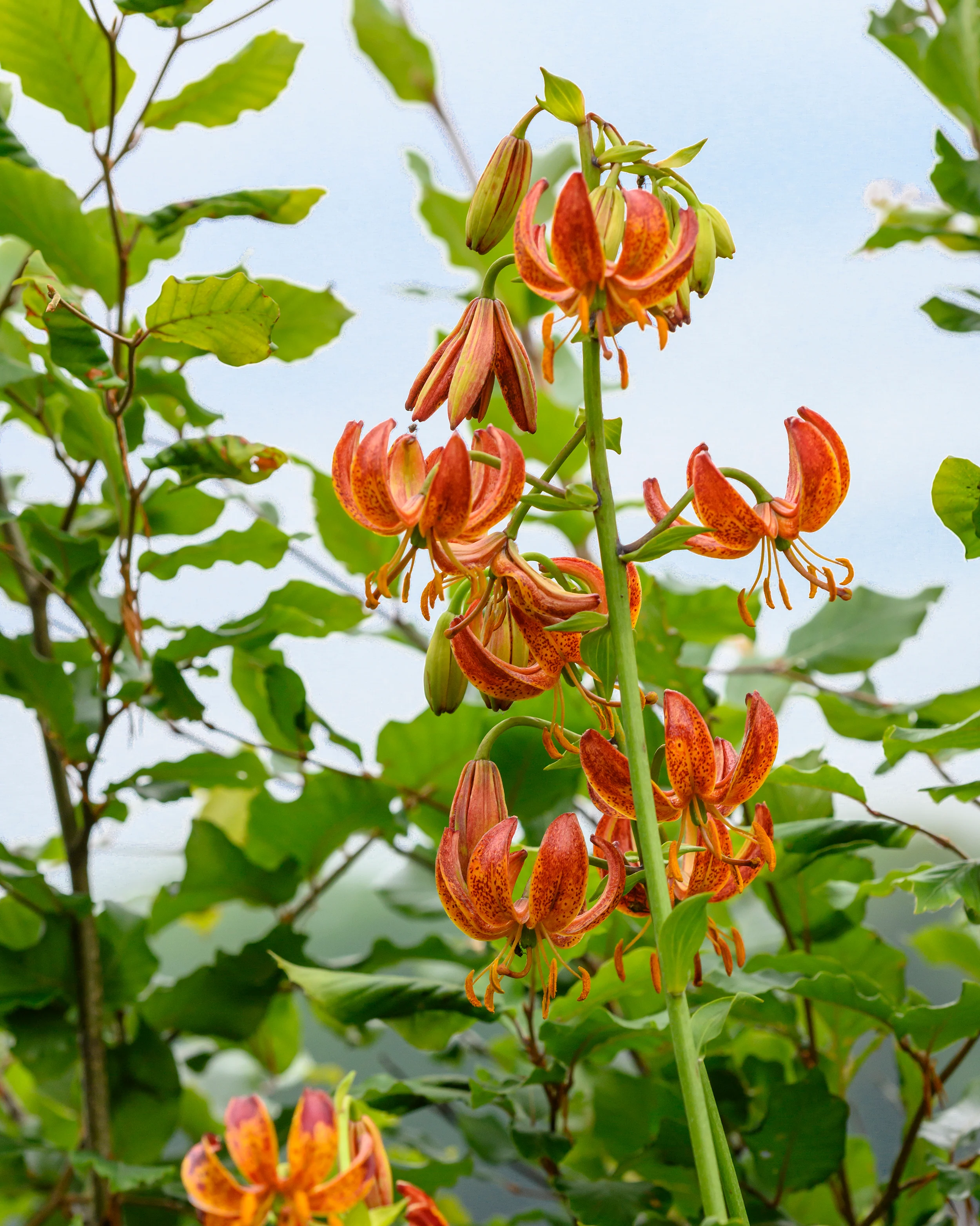 Lily 'Arabian Knight' - Image 6
