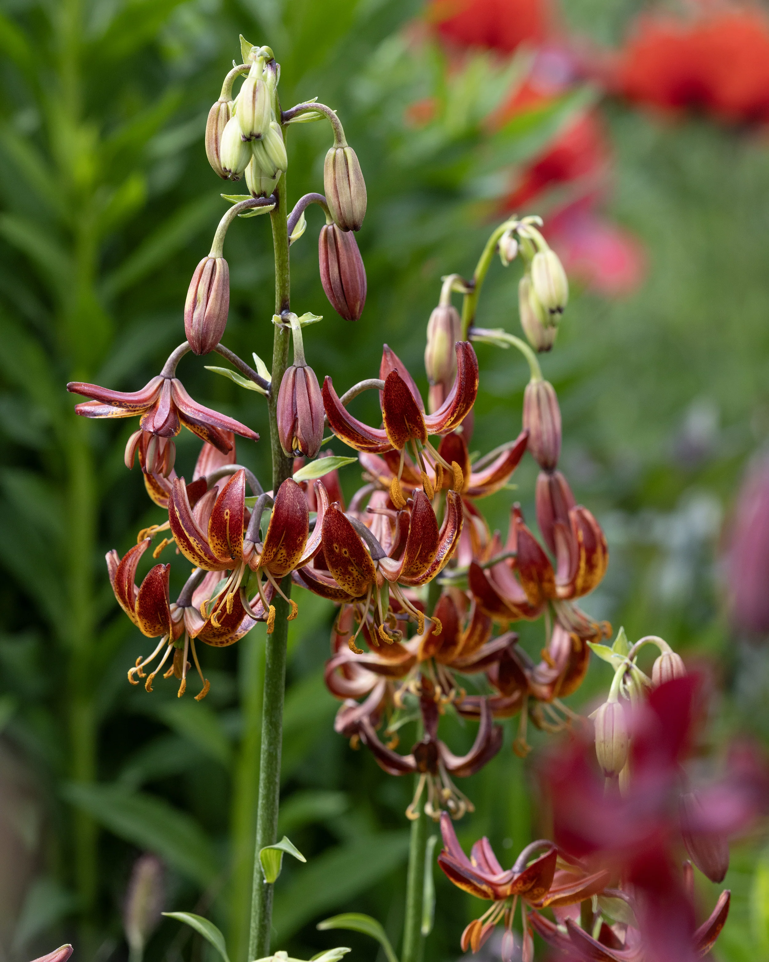 Lily 'Arabian Knight' - Image 8