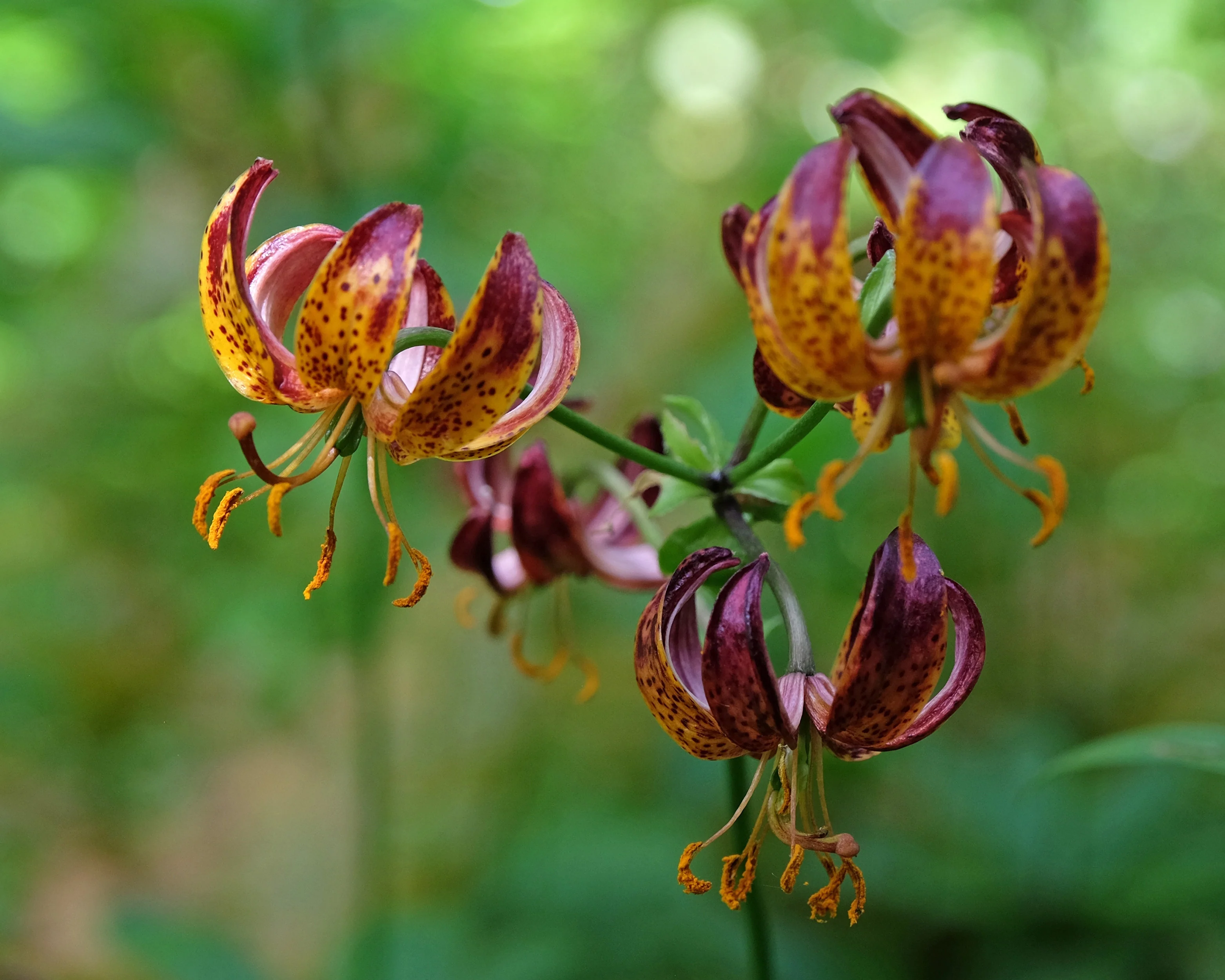 Lily 'Arabian Knight' - Image 9
