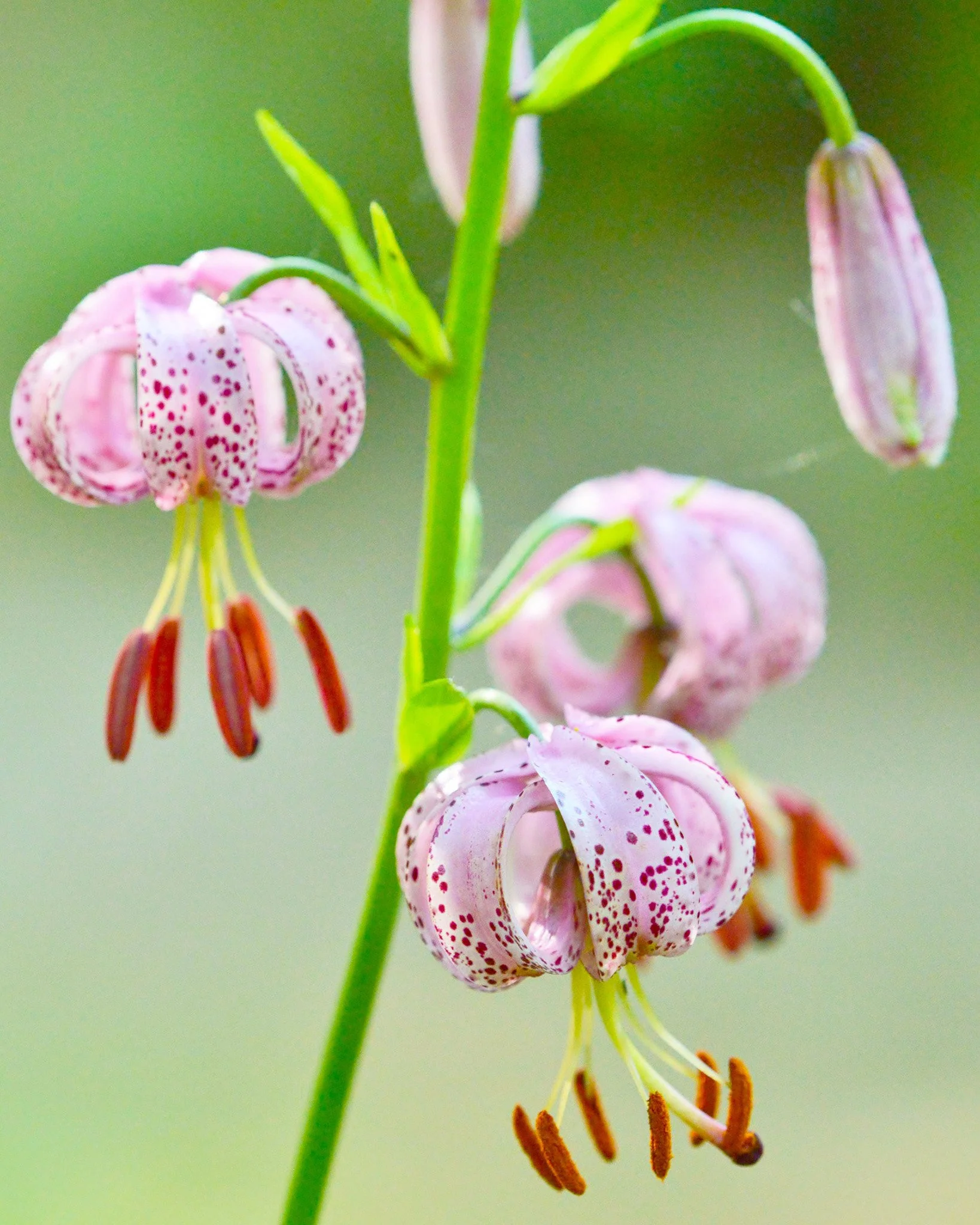 Lily 'Pink Morning' - Image 3